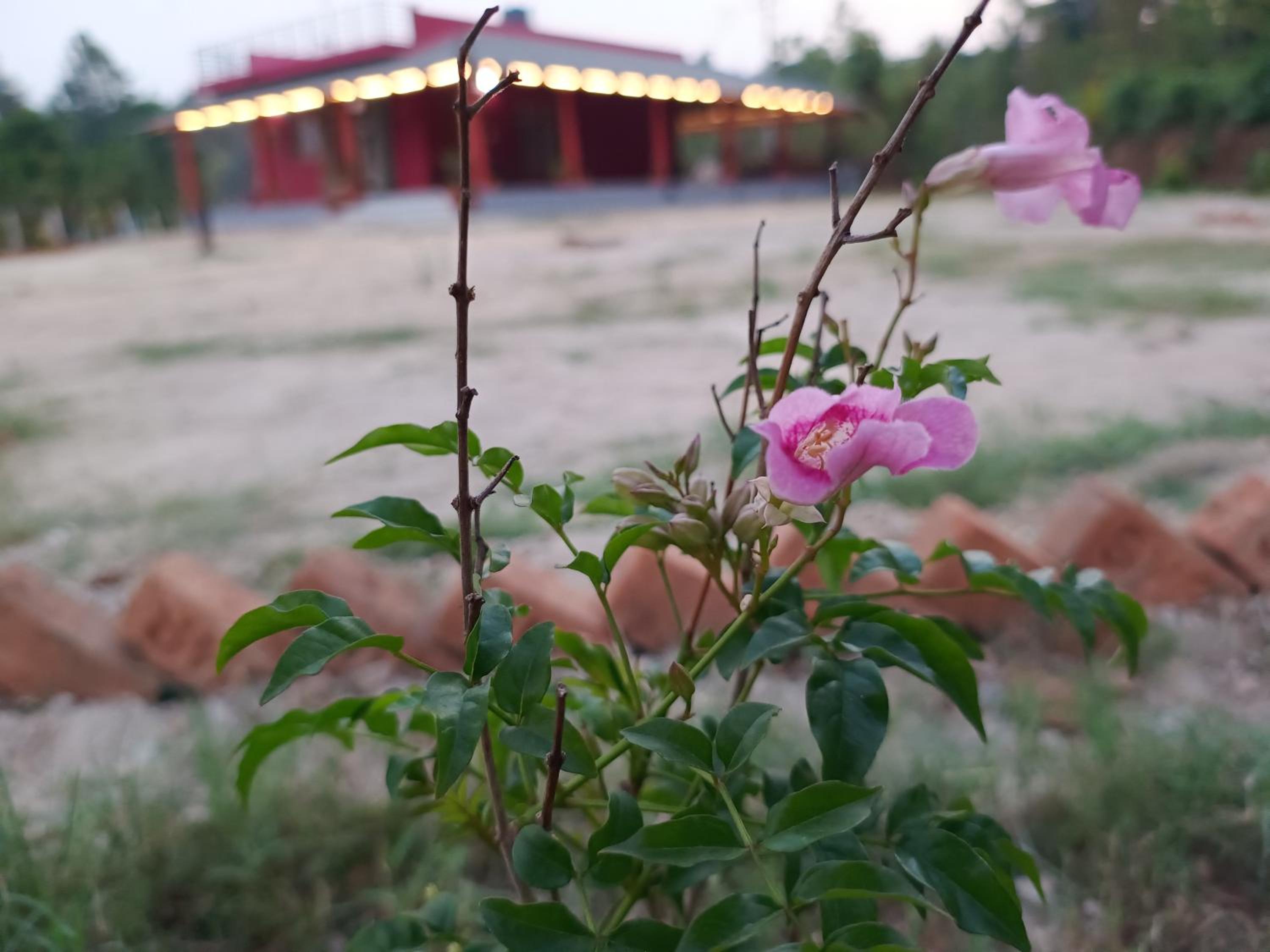 Aksha Homestay