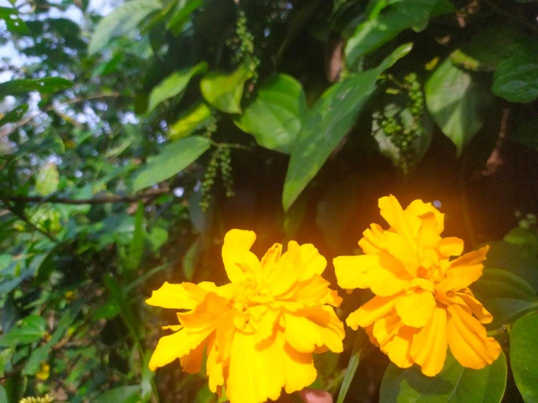 Coorg light view 2