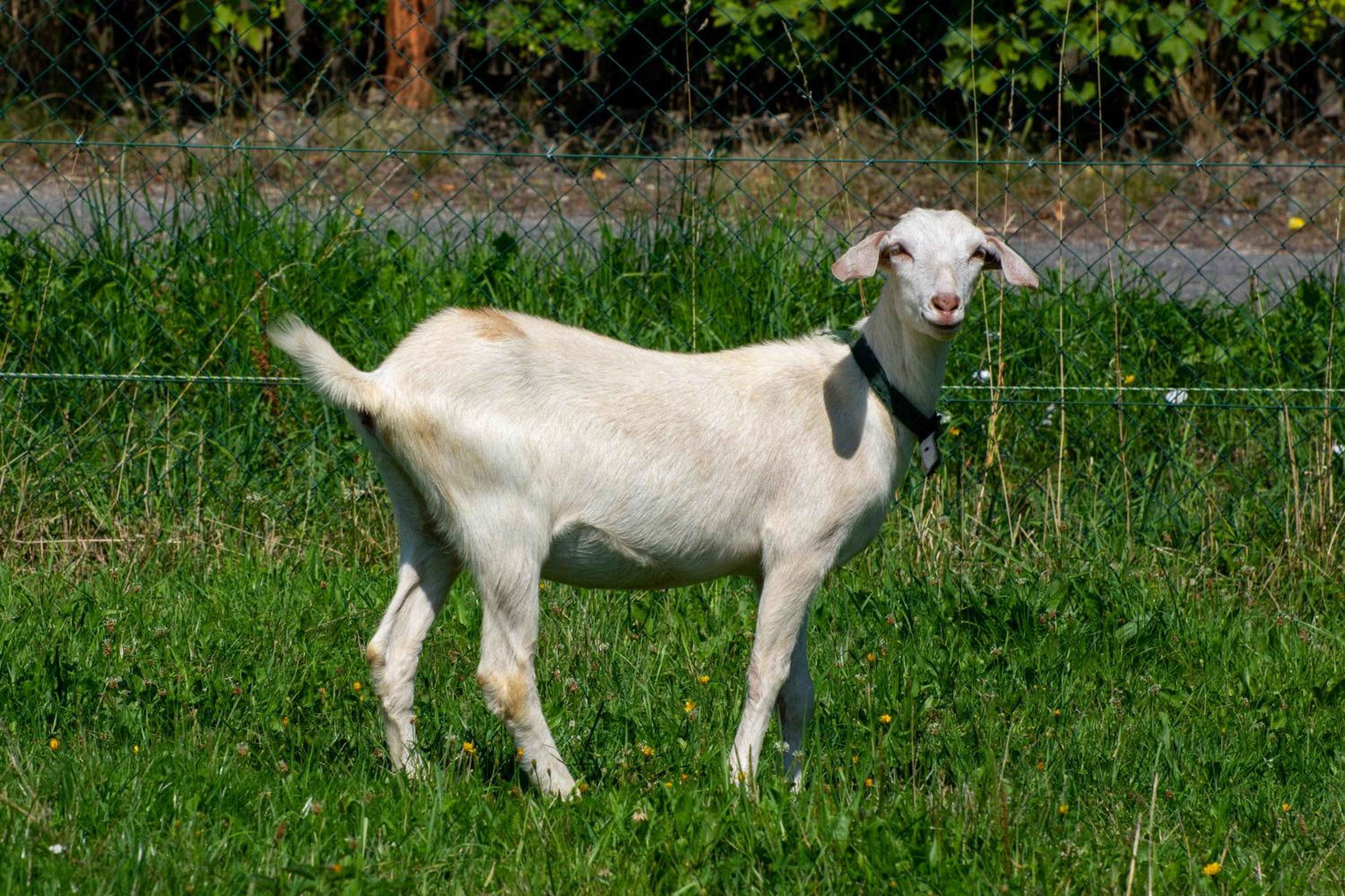 Hornický penzion