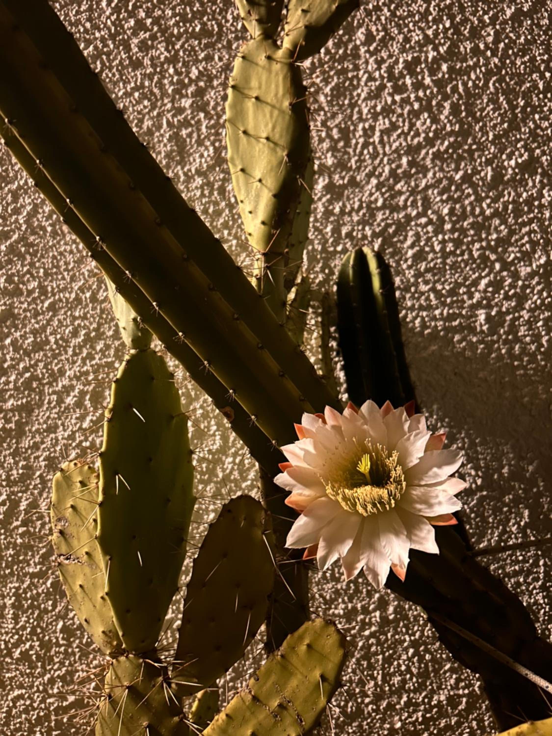 Photo 48
