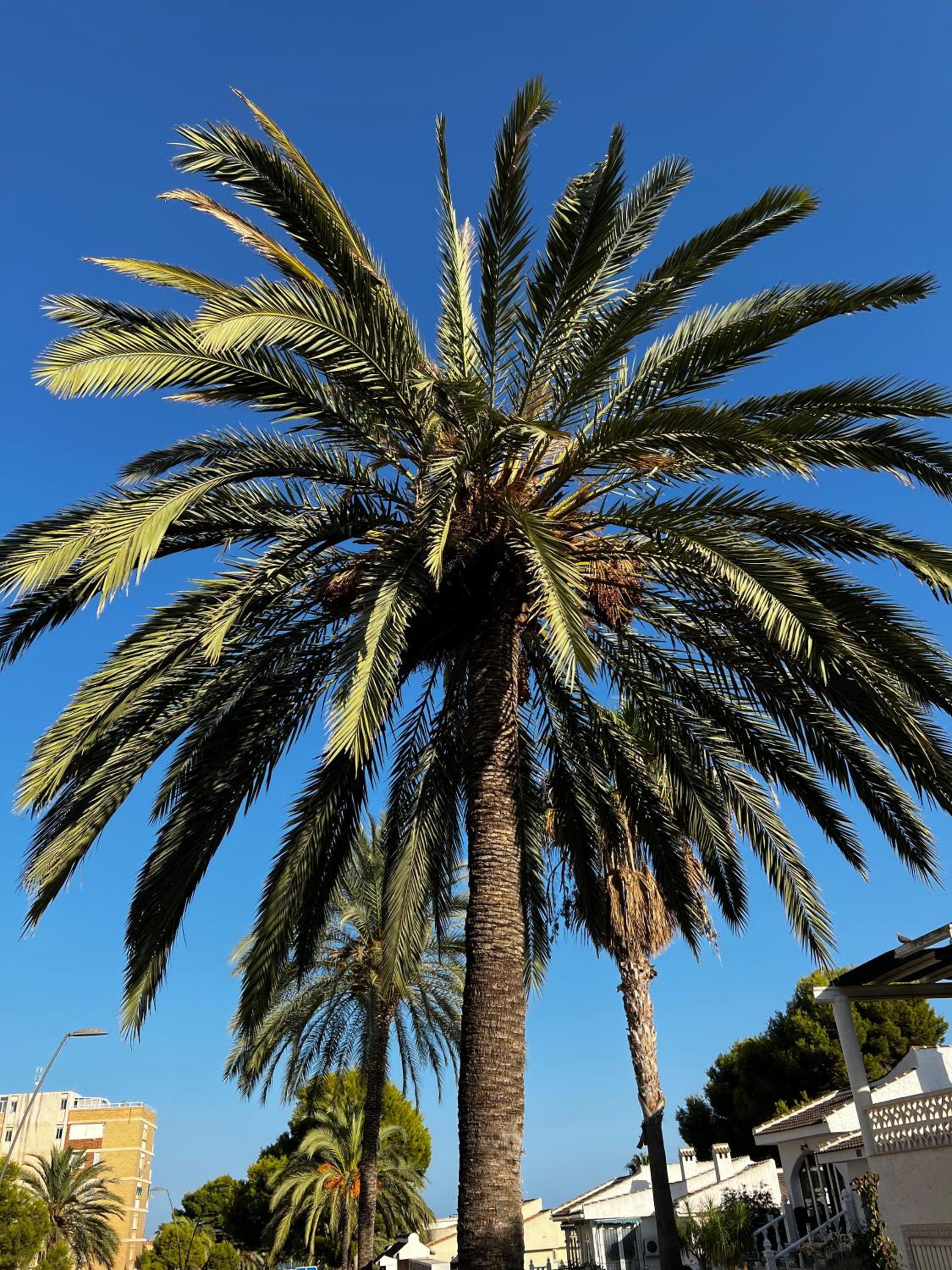 Stunning Molino Blanco La Zenia