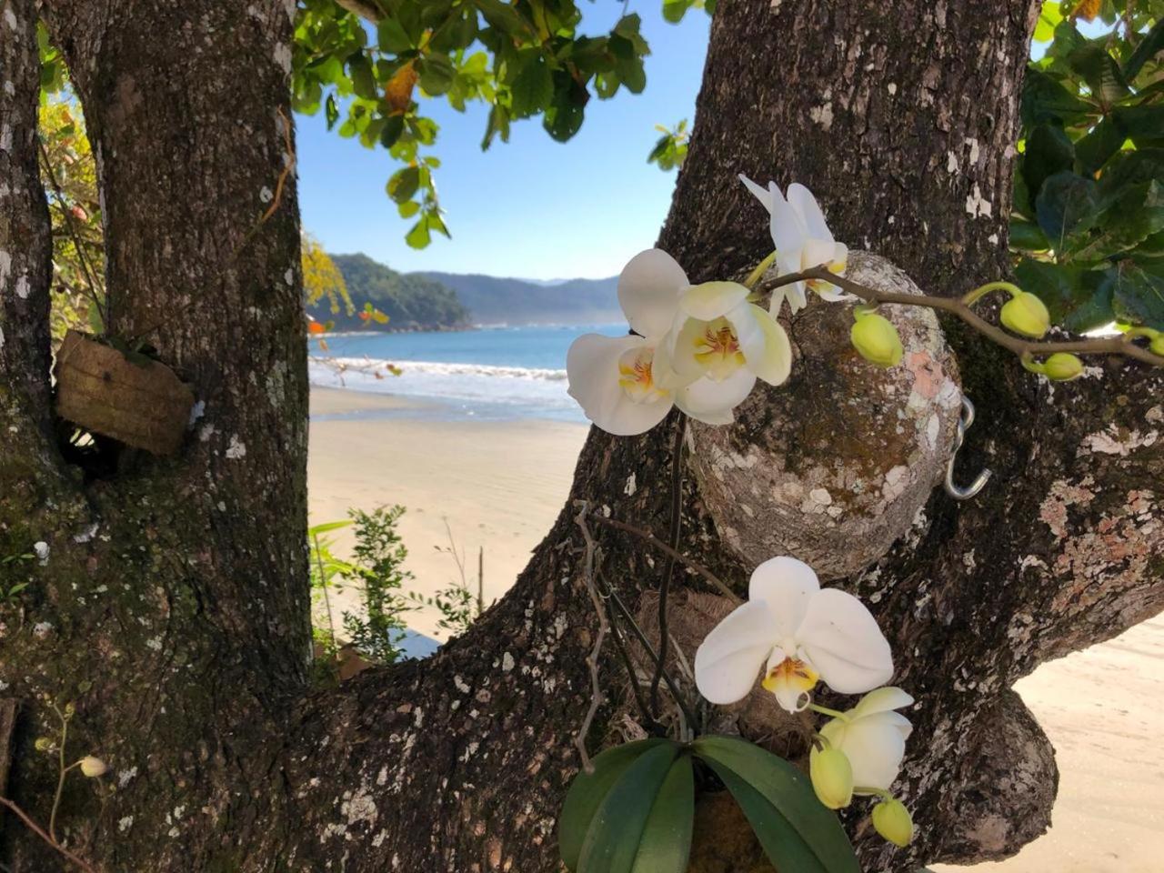Linda Casa, pé na areia na praia da Fortaleza Ubatuba