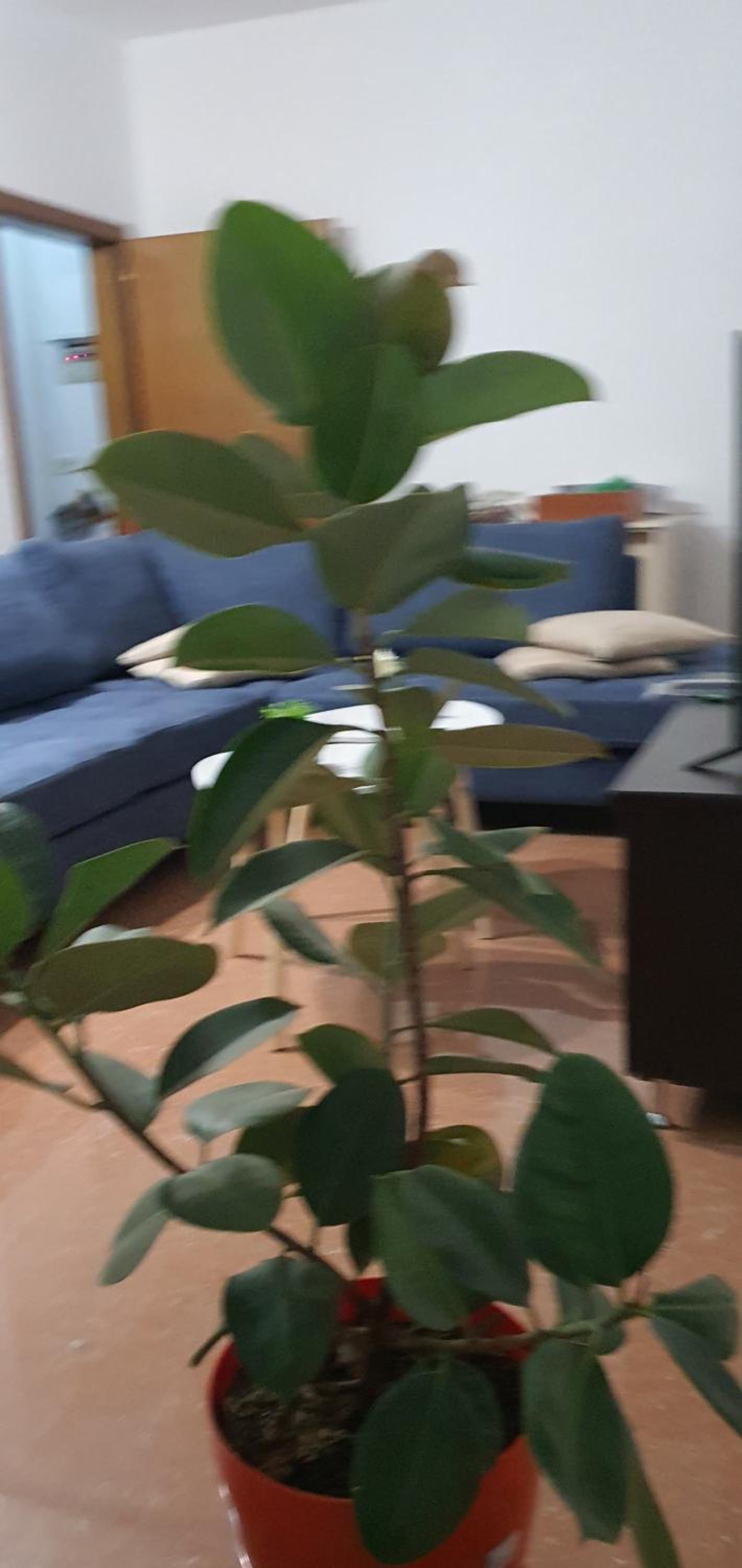 City Center Apartment