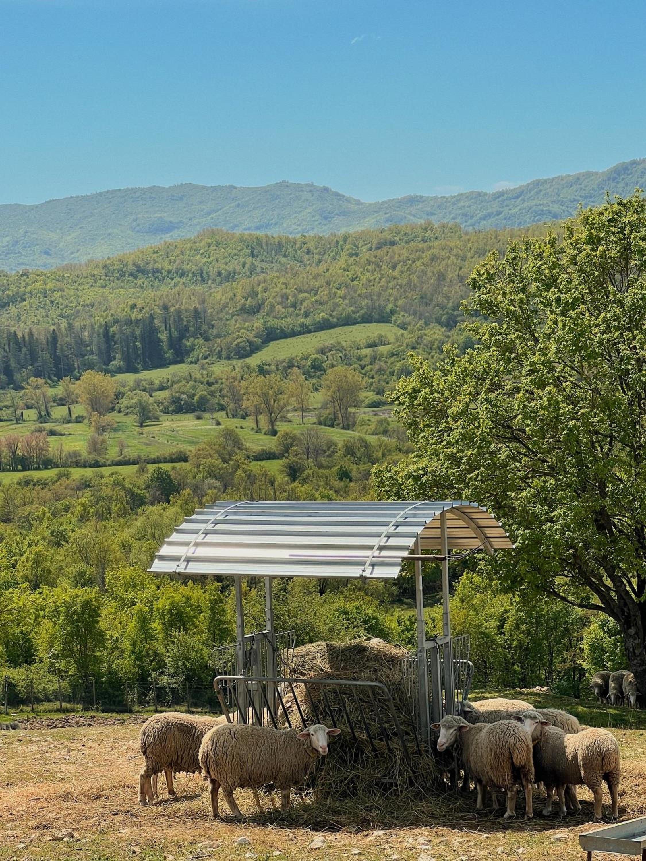 Fattoria del Borgo in Sabina view 3