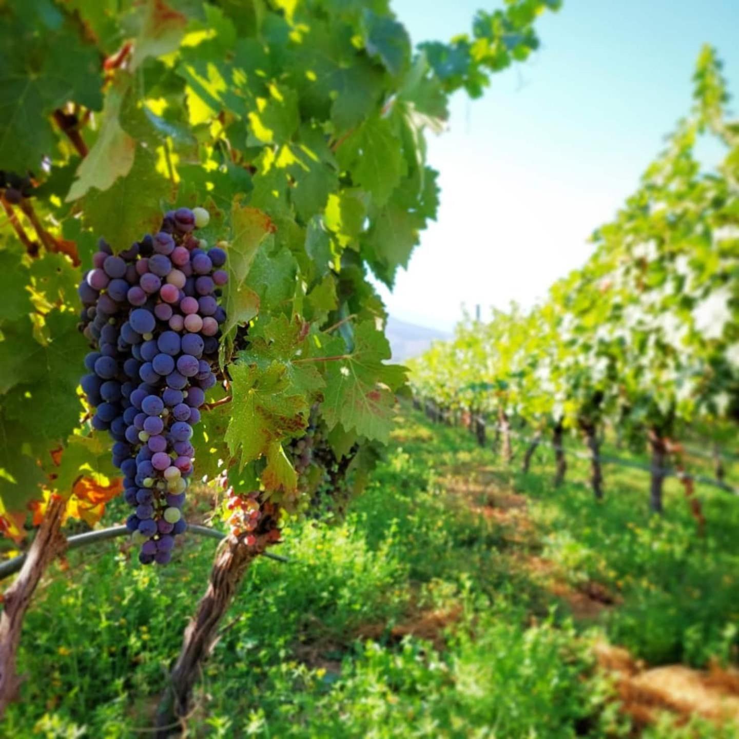 Viña LOF - Maipo Valley Bed & Breakfast in Winery