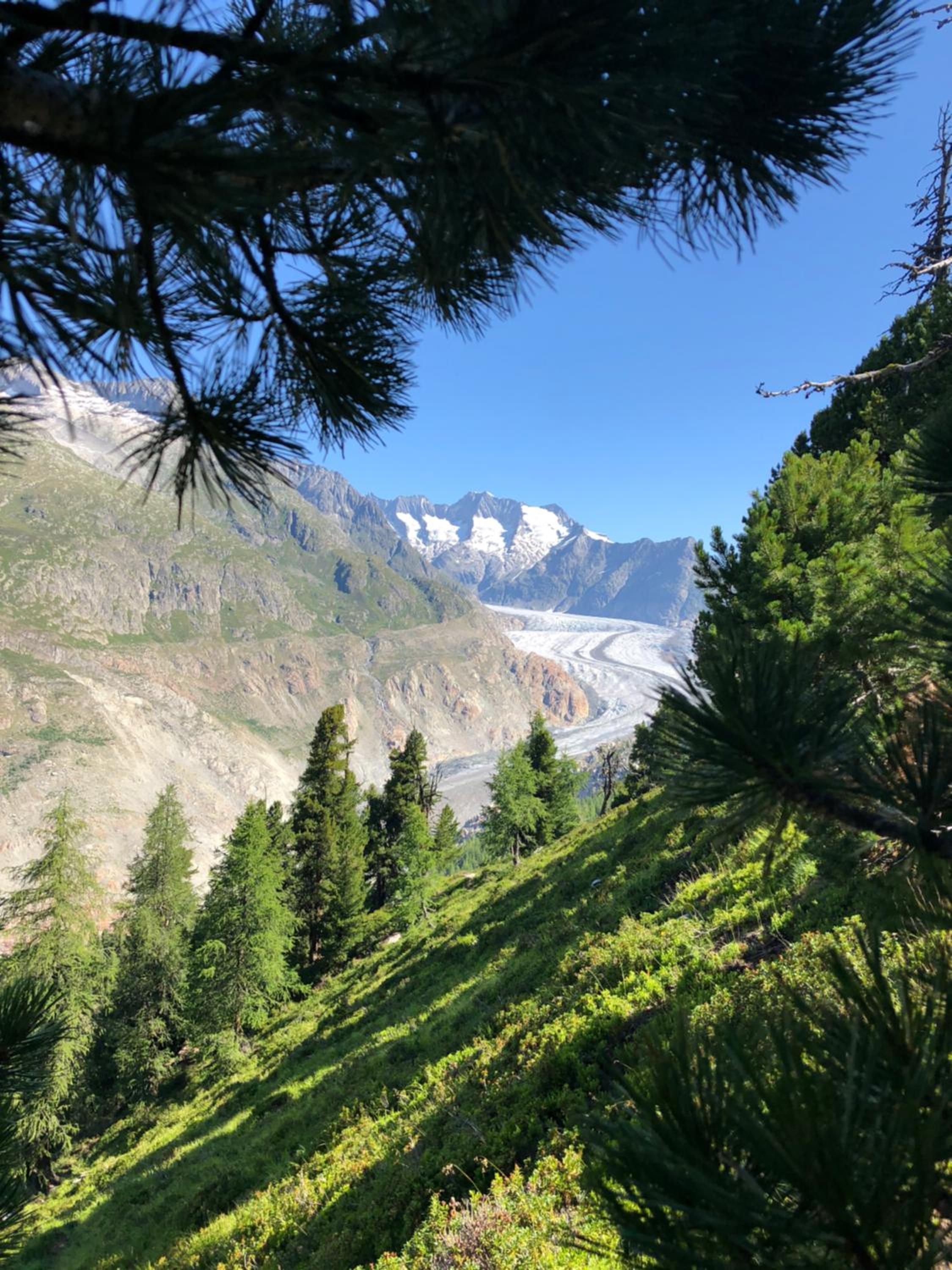 Alpenperle
