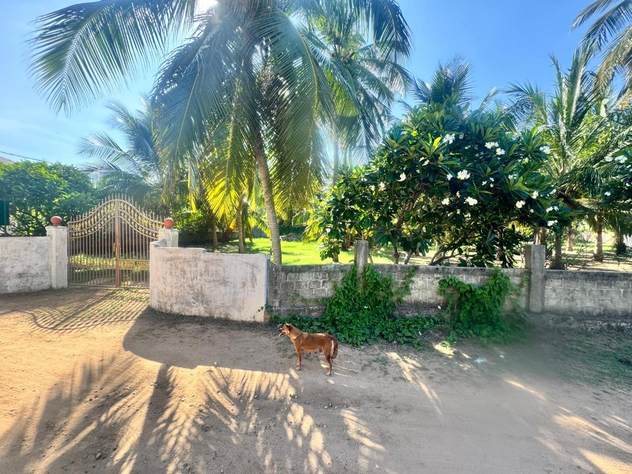 Sampalthivu Beach Villa view 3