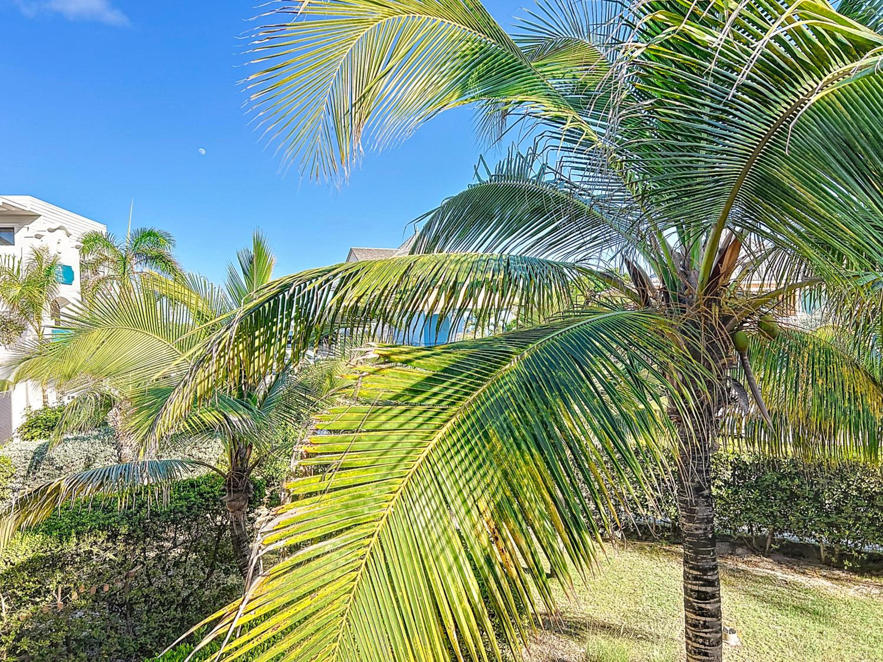 Kamaoli 50 m from the beach and restaurants view 4