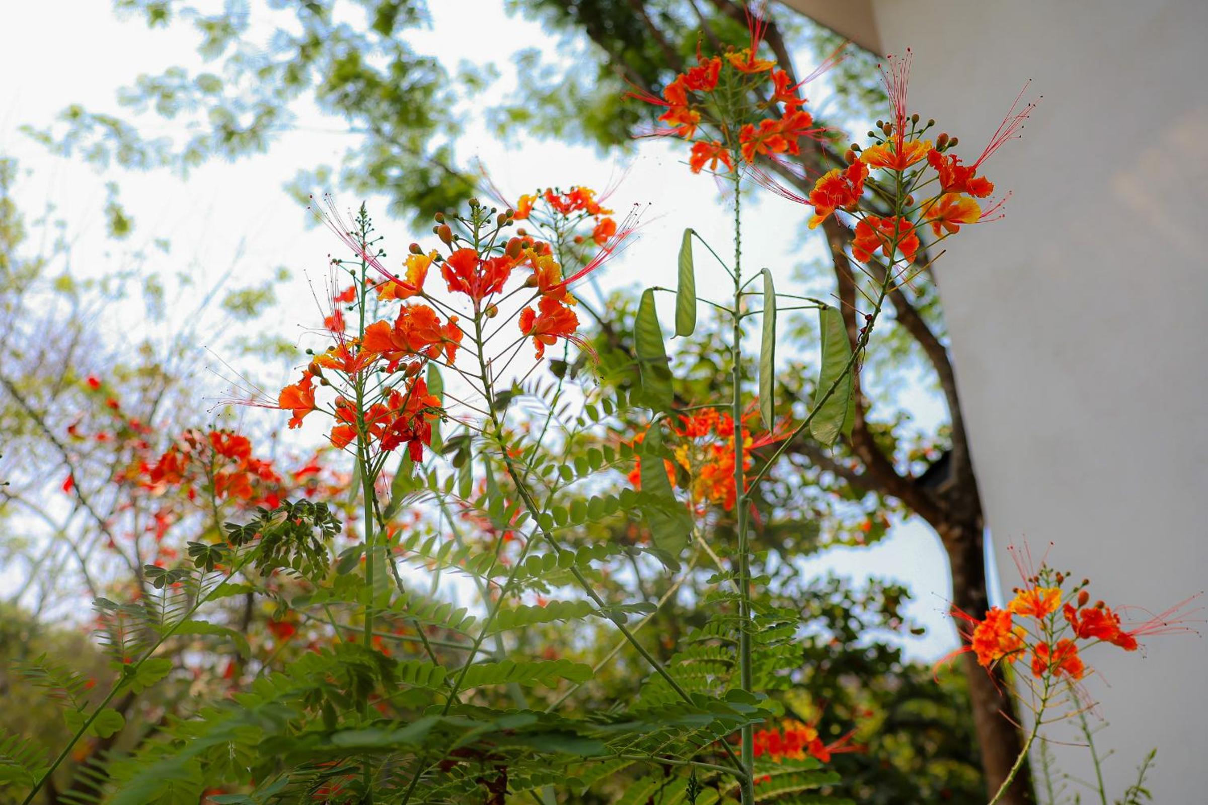 Vista Verde Surf & Studios - jungle View