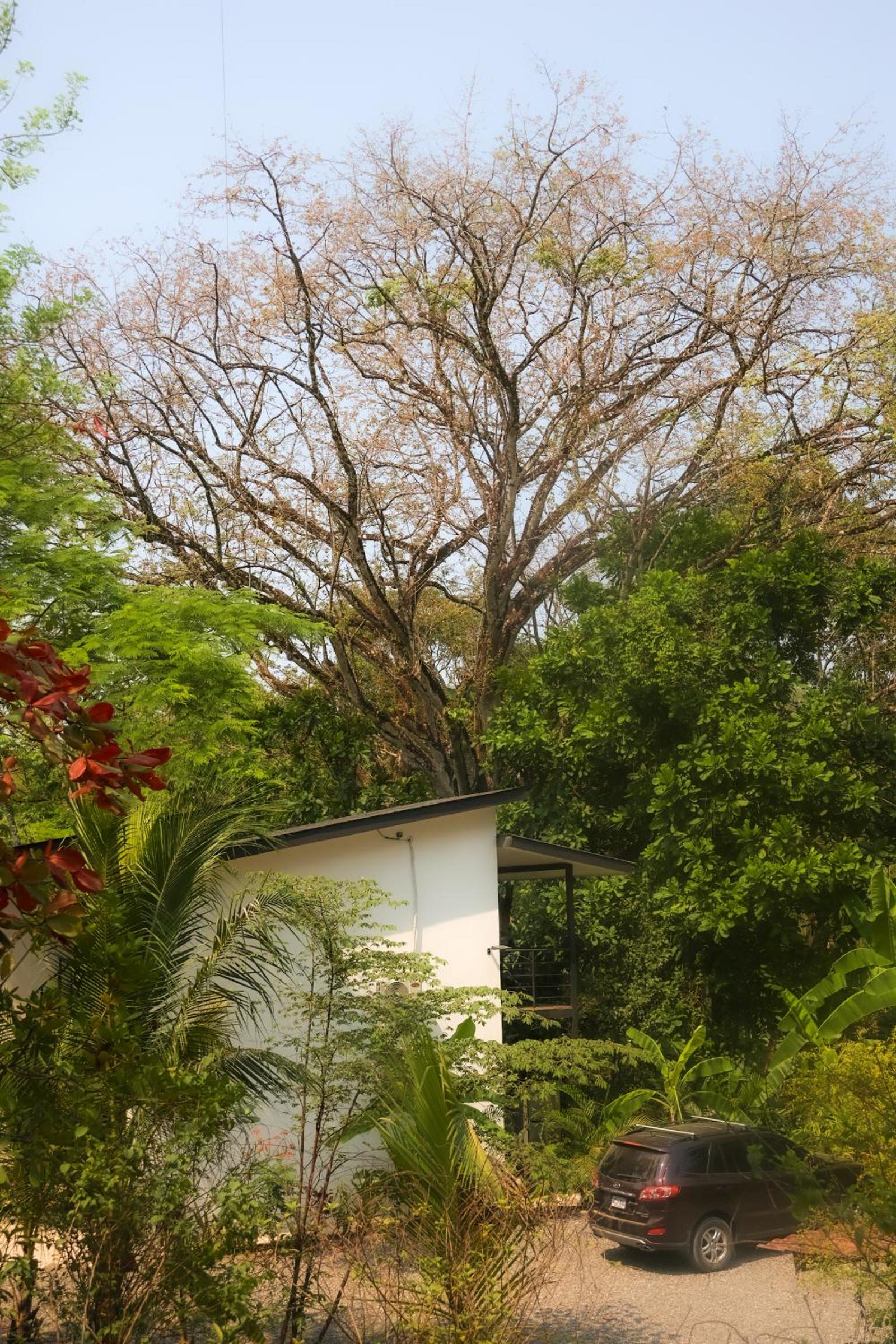 Vista Verde Surf & Studios - jungle View