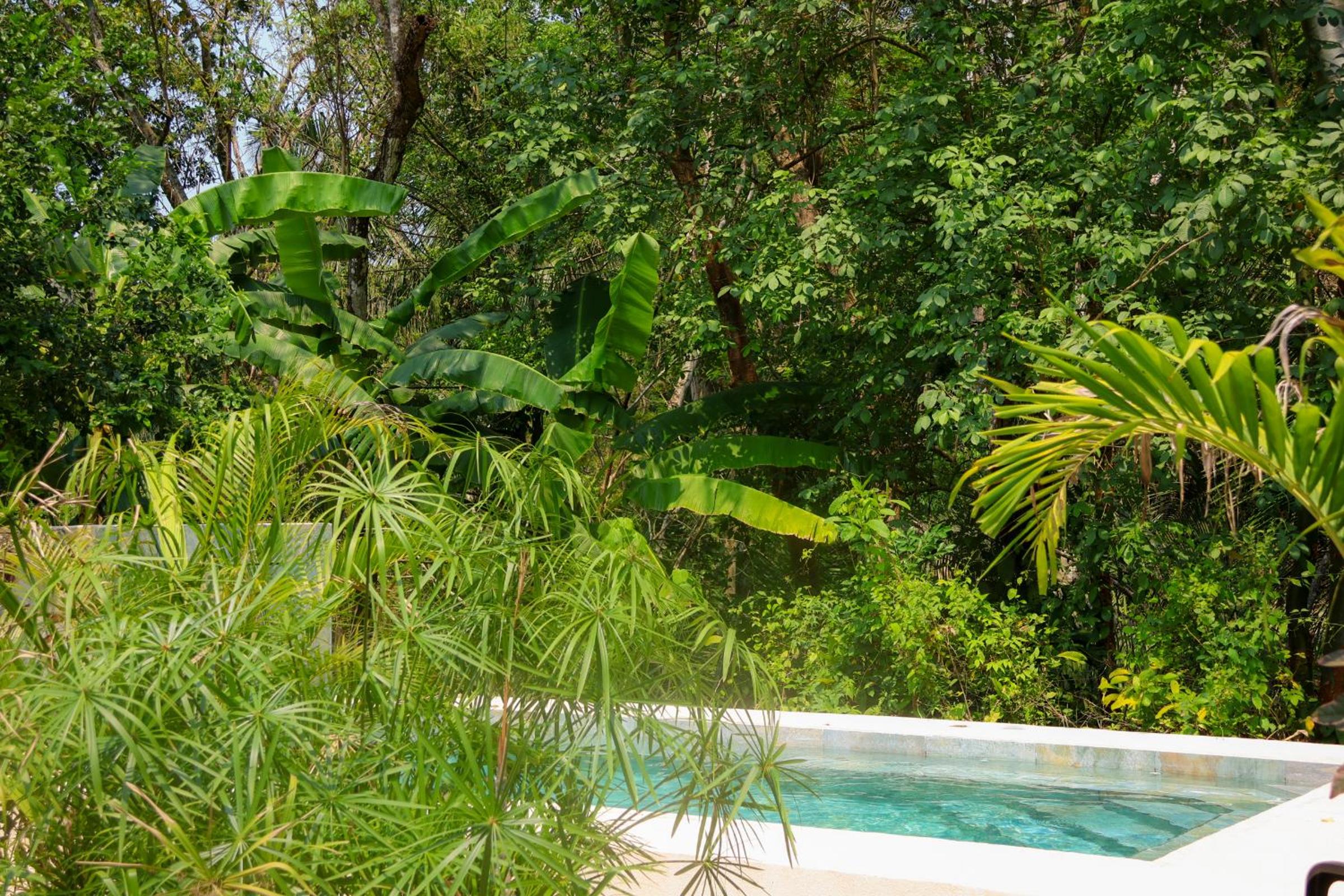 Vista Verde Surf & Studios - jungle View