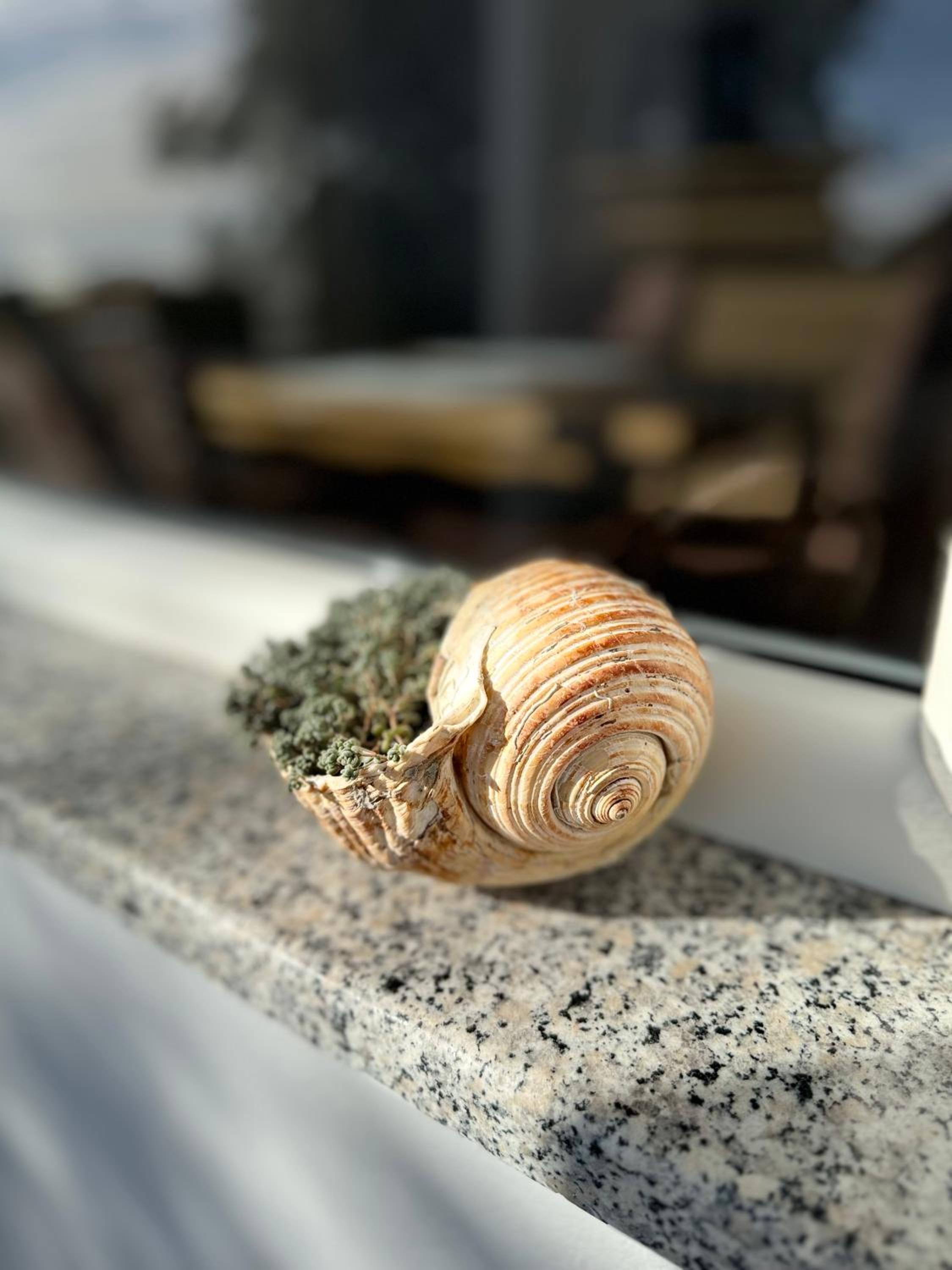 Vila Horizont photo 3