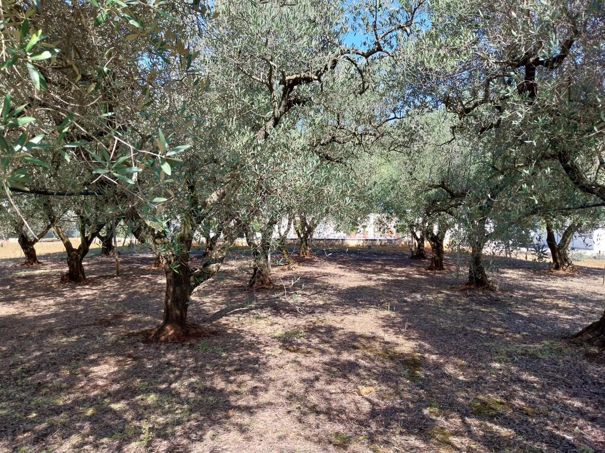 Photo 44