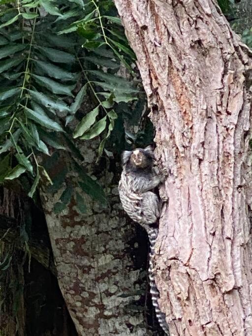 Lindo Sítio c Natureza e Tranquilidade