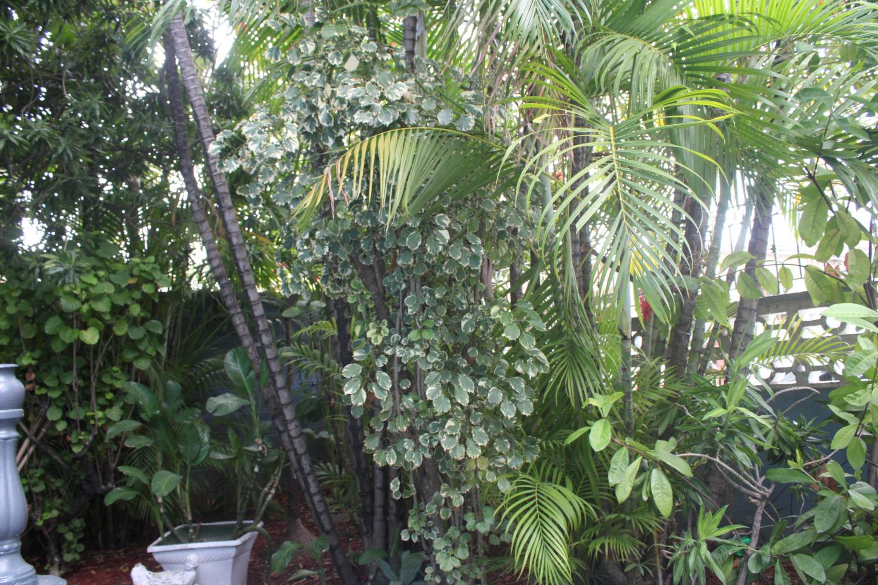 Caribbean Tourist Villa