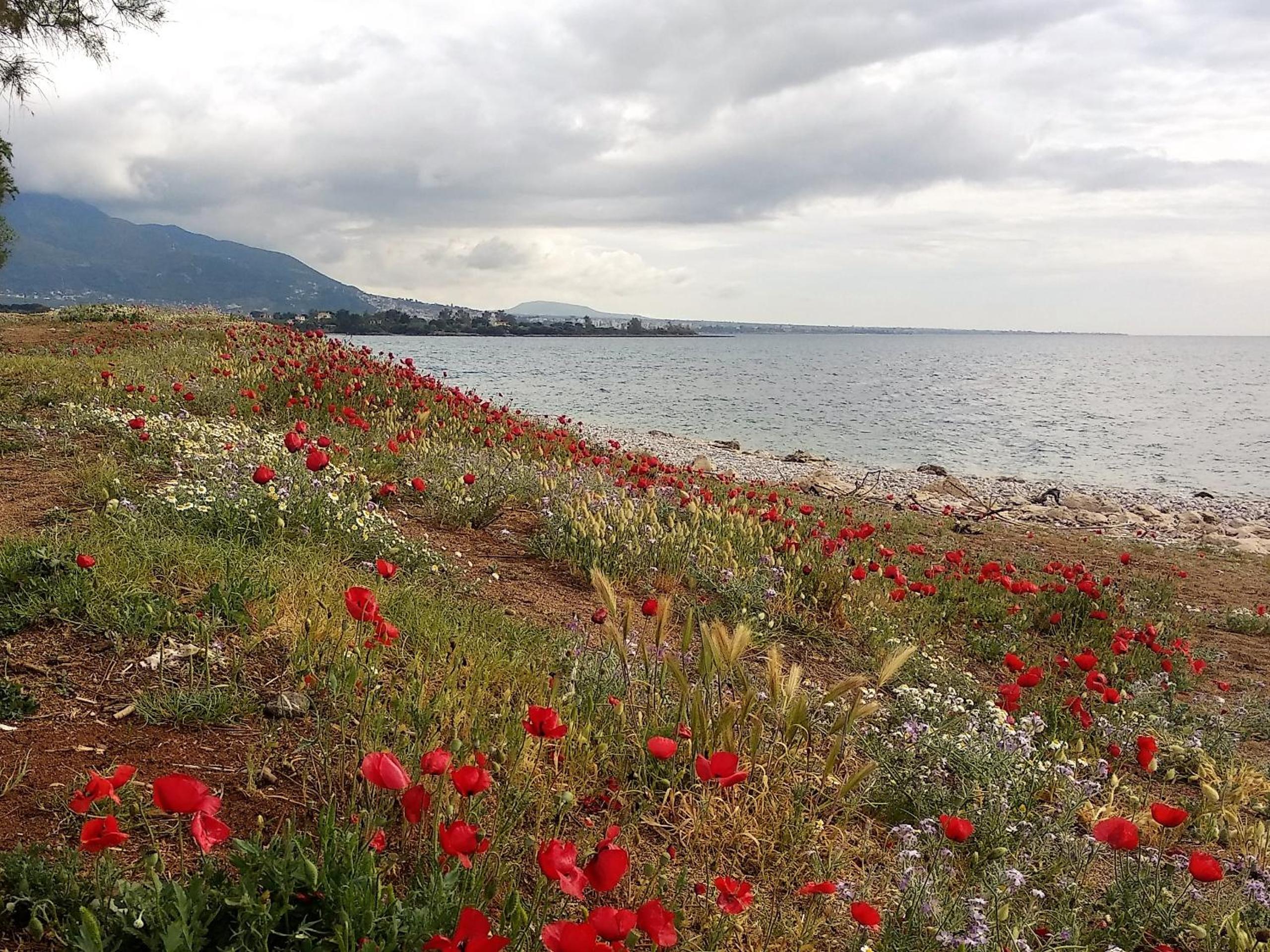 Ariadne Studio