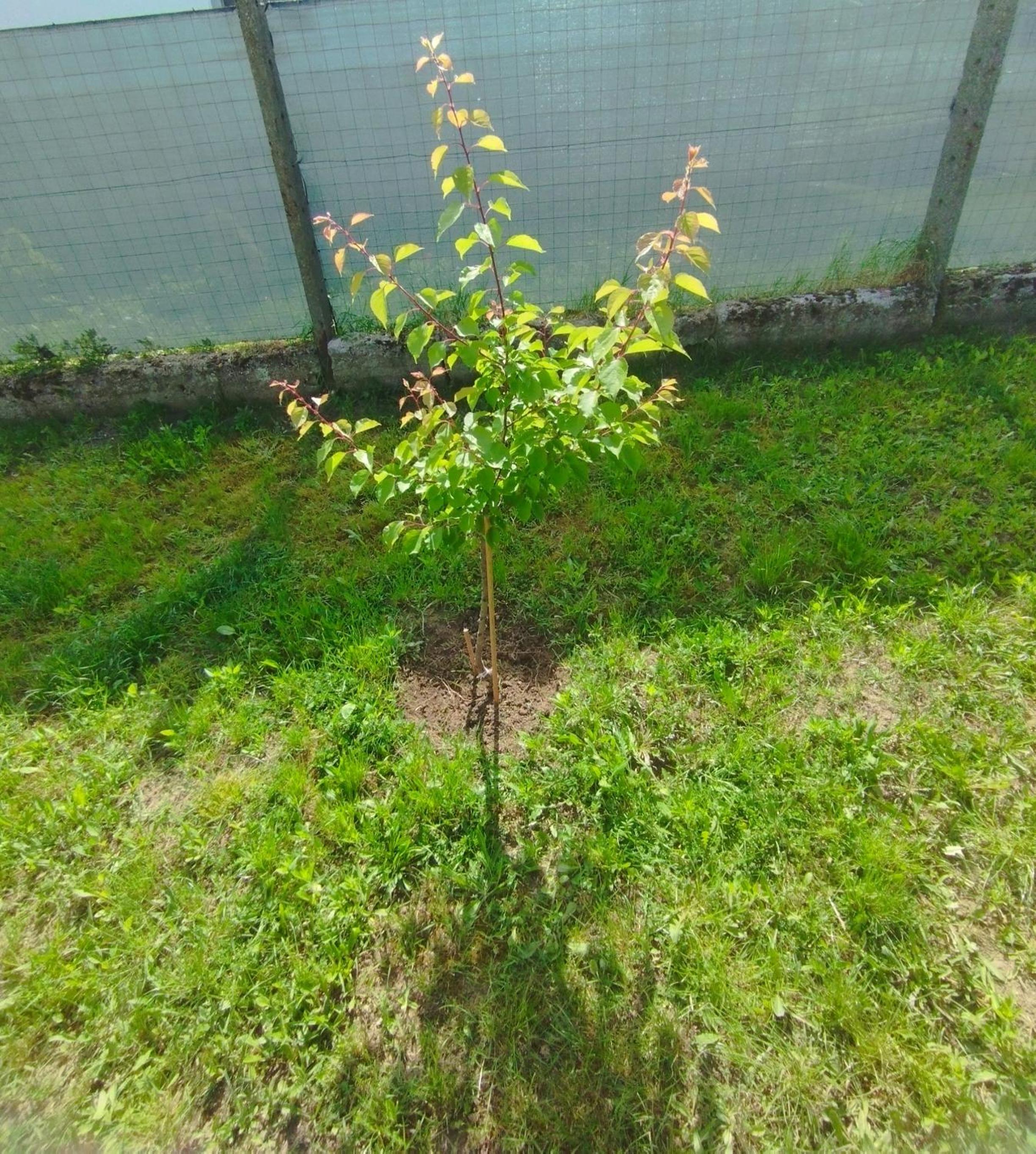 Photo 44