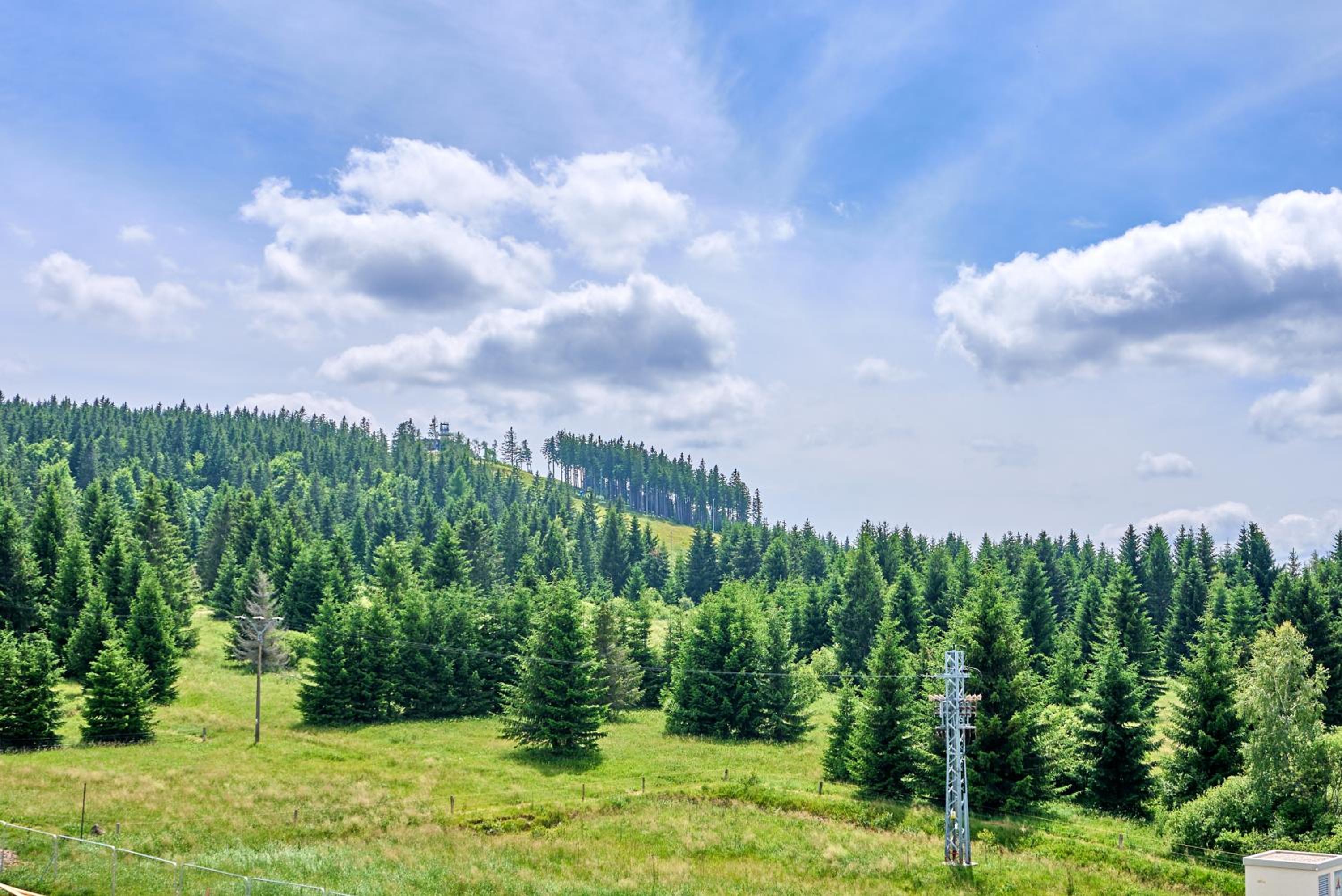 Plešivec - TREE