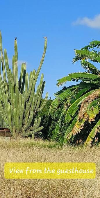 Quiet and cozy cunuco guesthouse in Savaneta