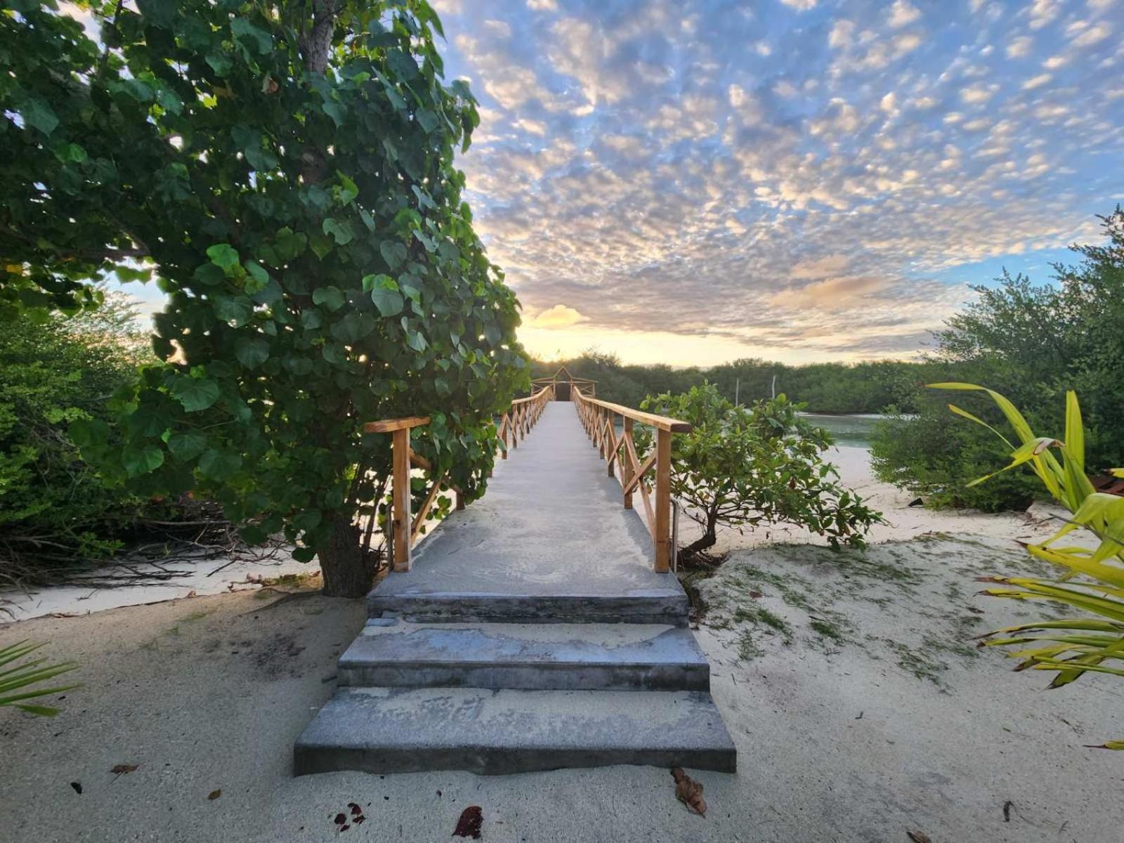 Surf Deck