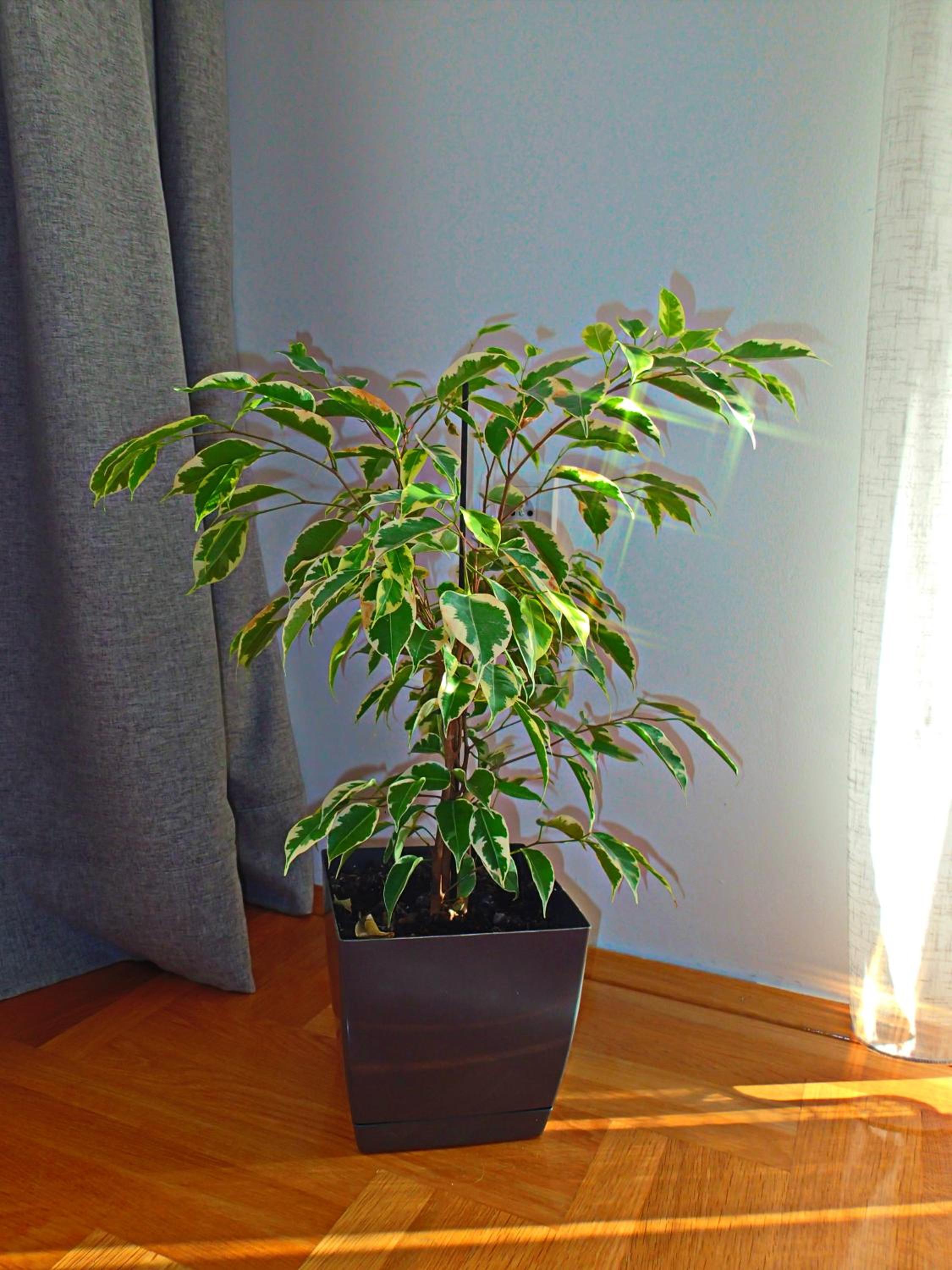 Apartment Sova