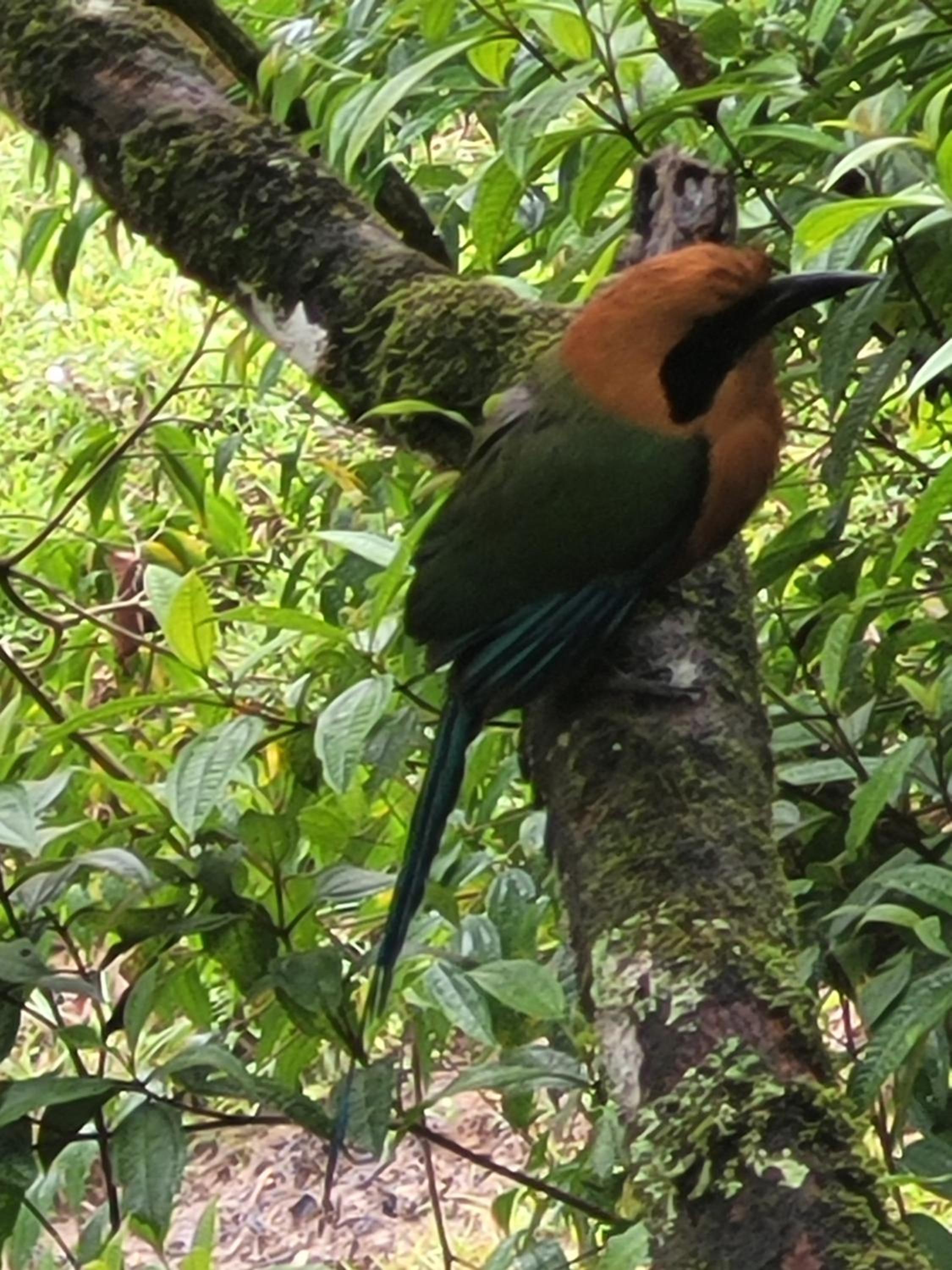 Cabaña la chorrera