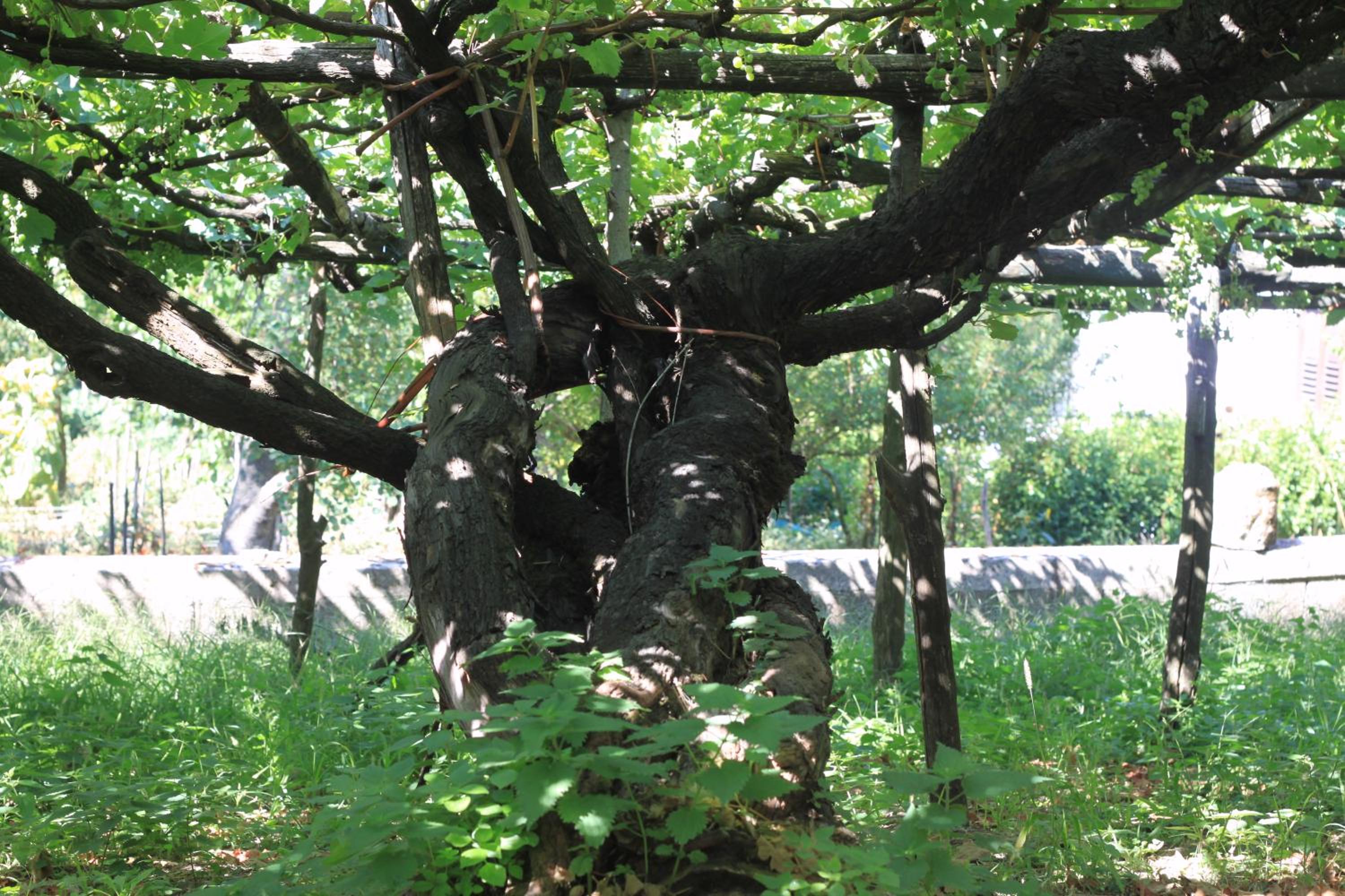 Reale Wine Resort photo 4