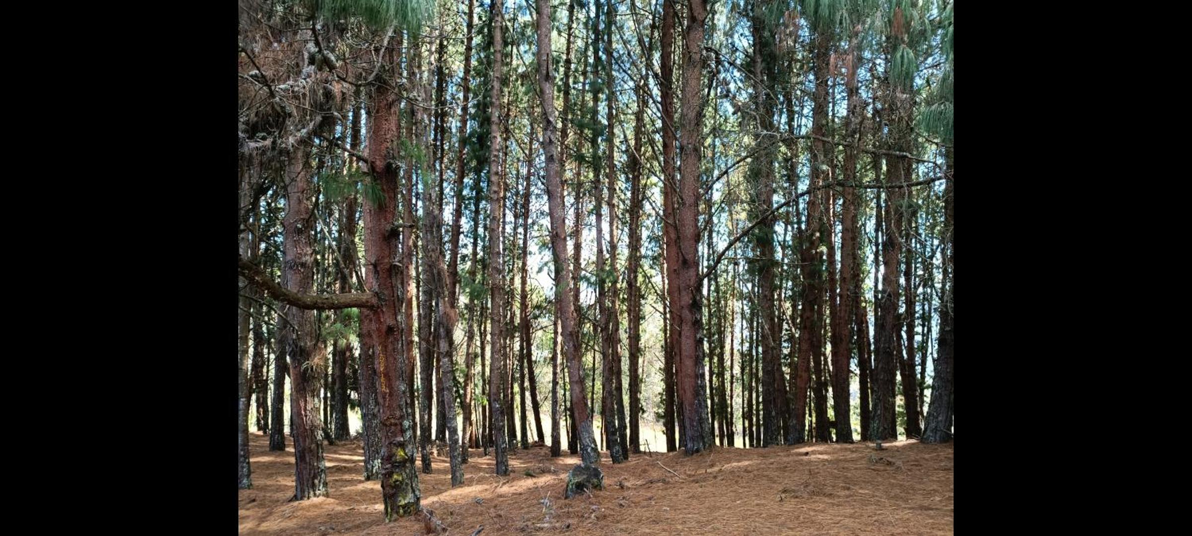 Finca Delfos un paraíso a 15 minutos de Bogotá, única con mirador a la ciudad de Bogotá y también con vista al embalse de San Rafael y la Calera
