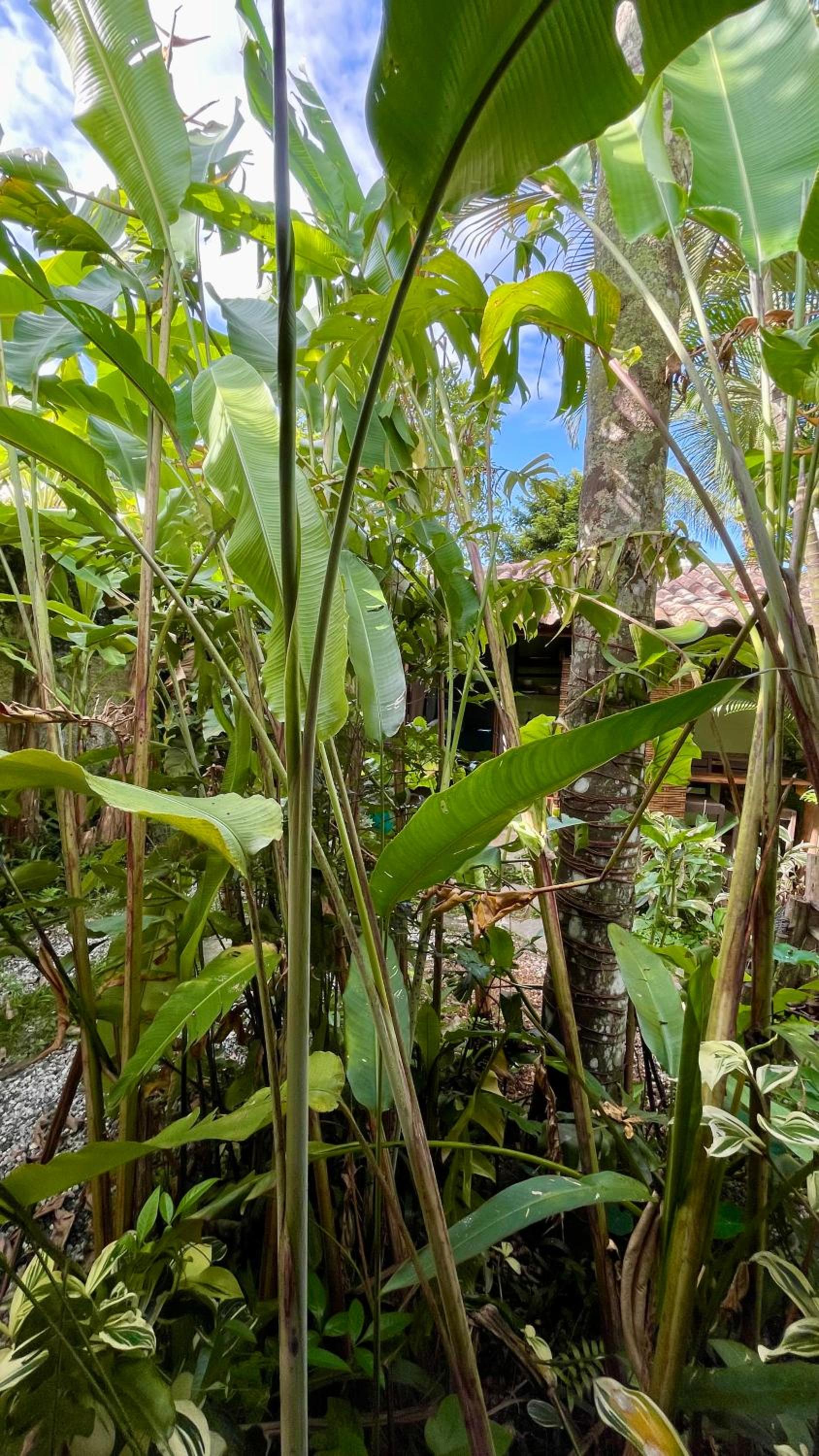 Casa Jardim Bangalos