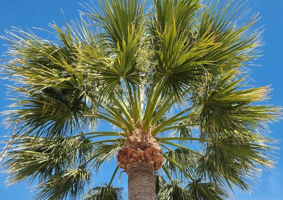 El Oasis Calpe