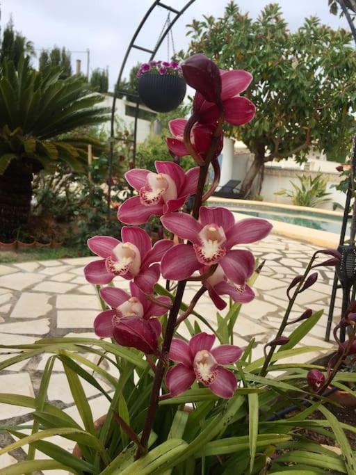 El Oasis Calpe