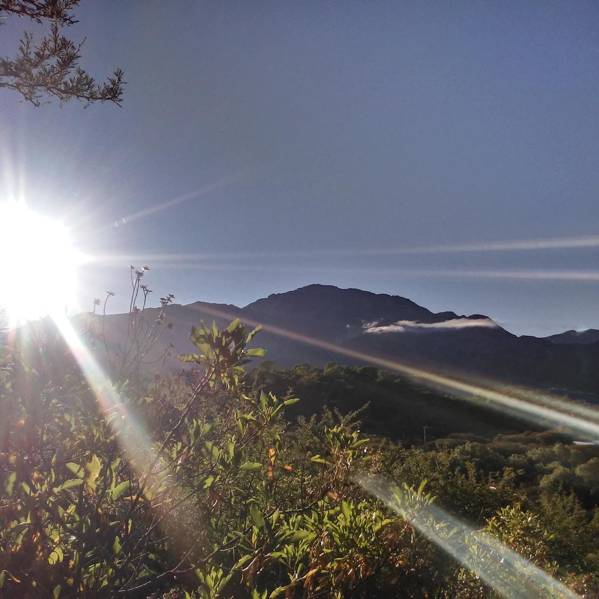 Palmares al cerro
