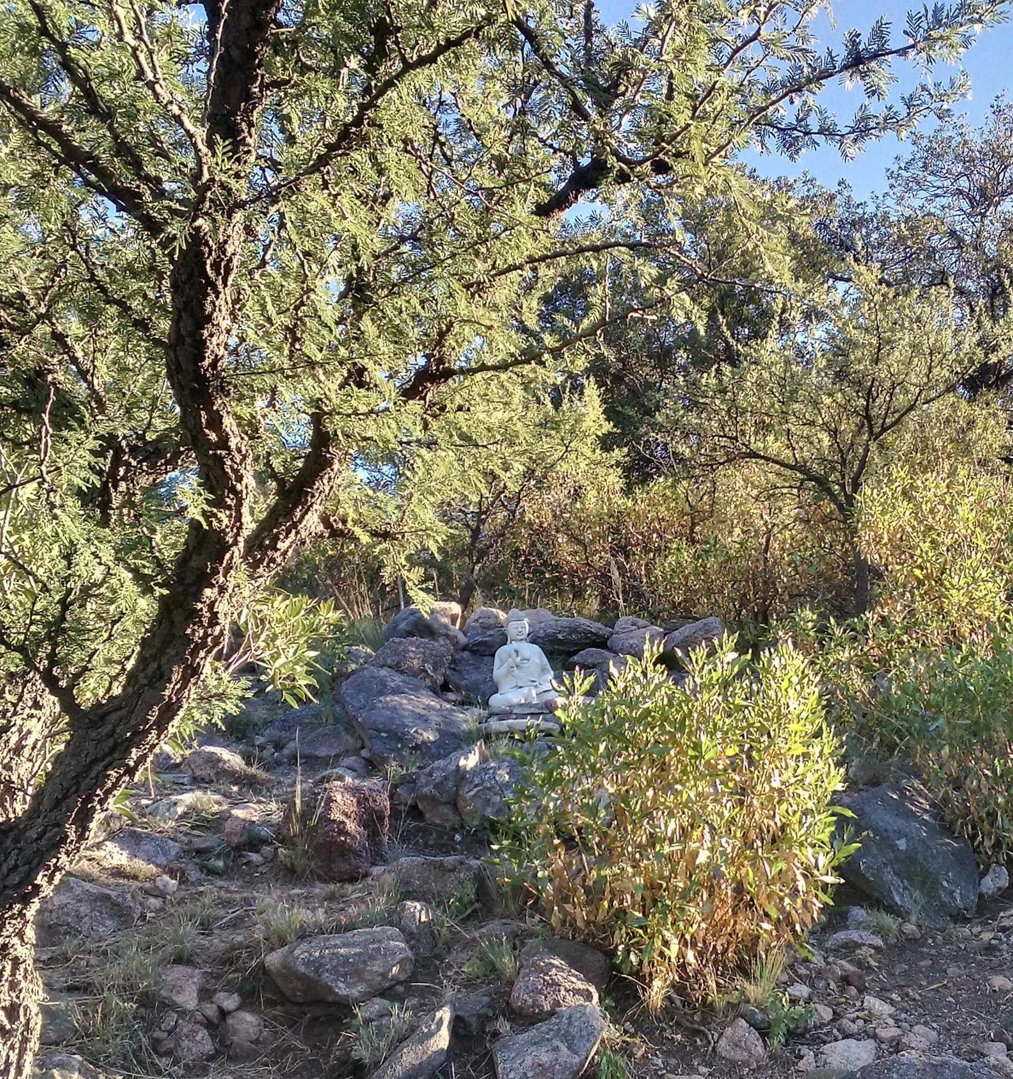 Palmares al cerro