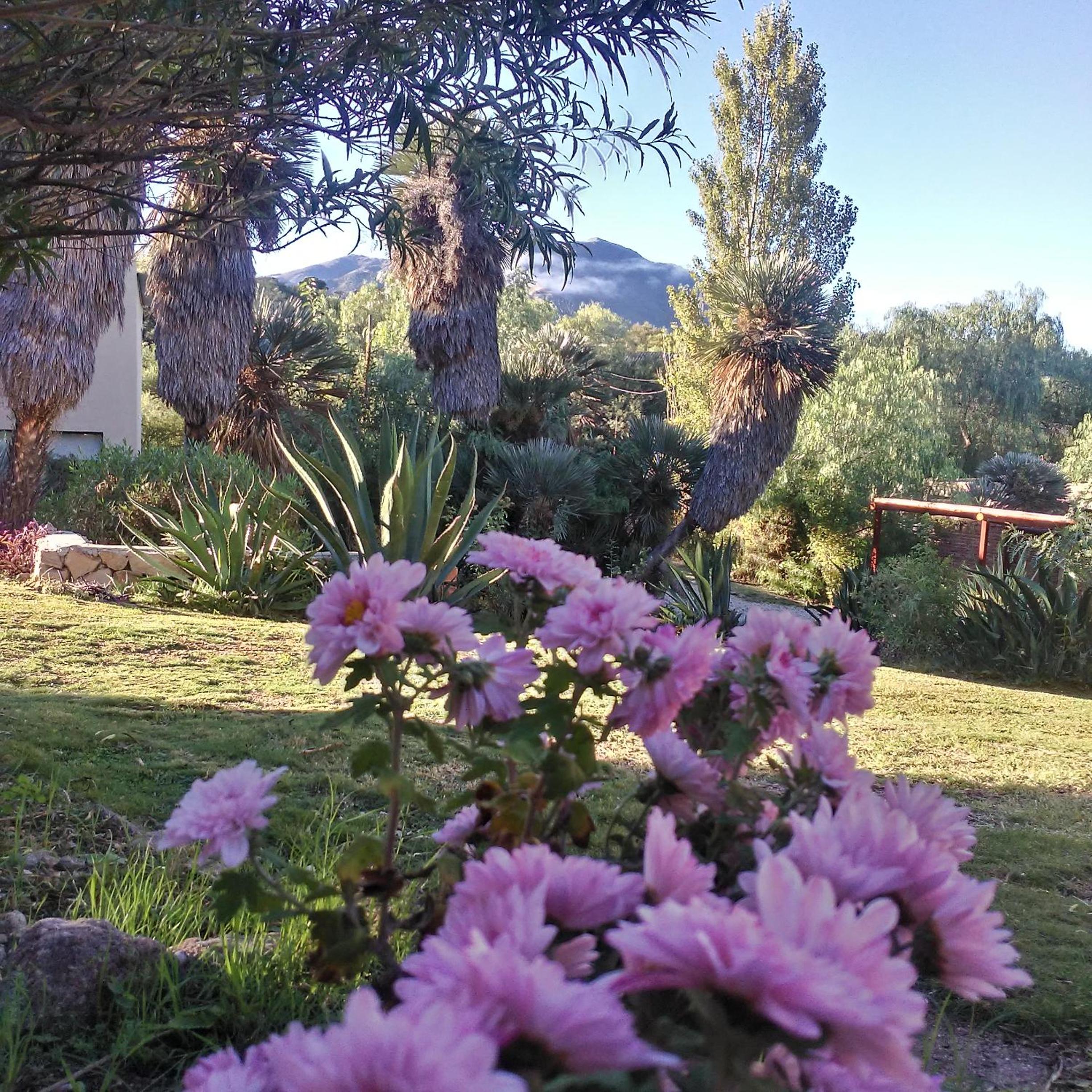 Palmares al cerro