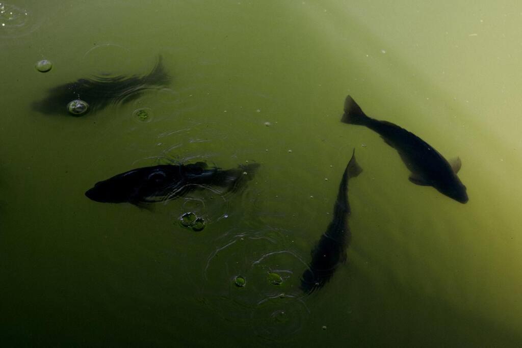 Leaves & Fishes - Private group escape in the Hunter Valley