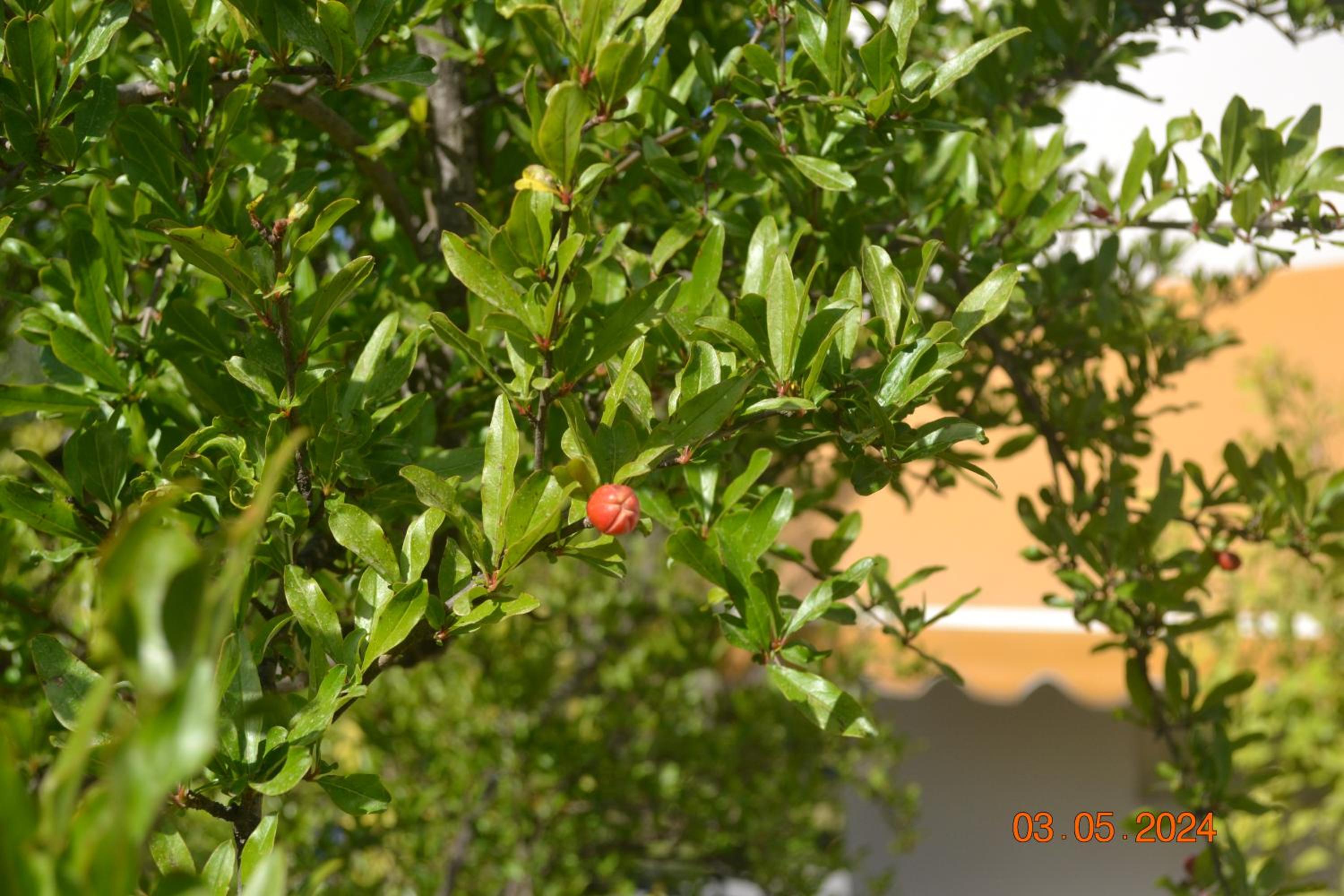 Photo 33