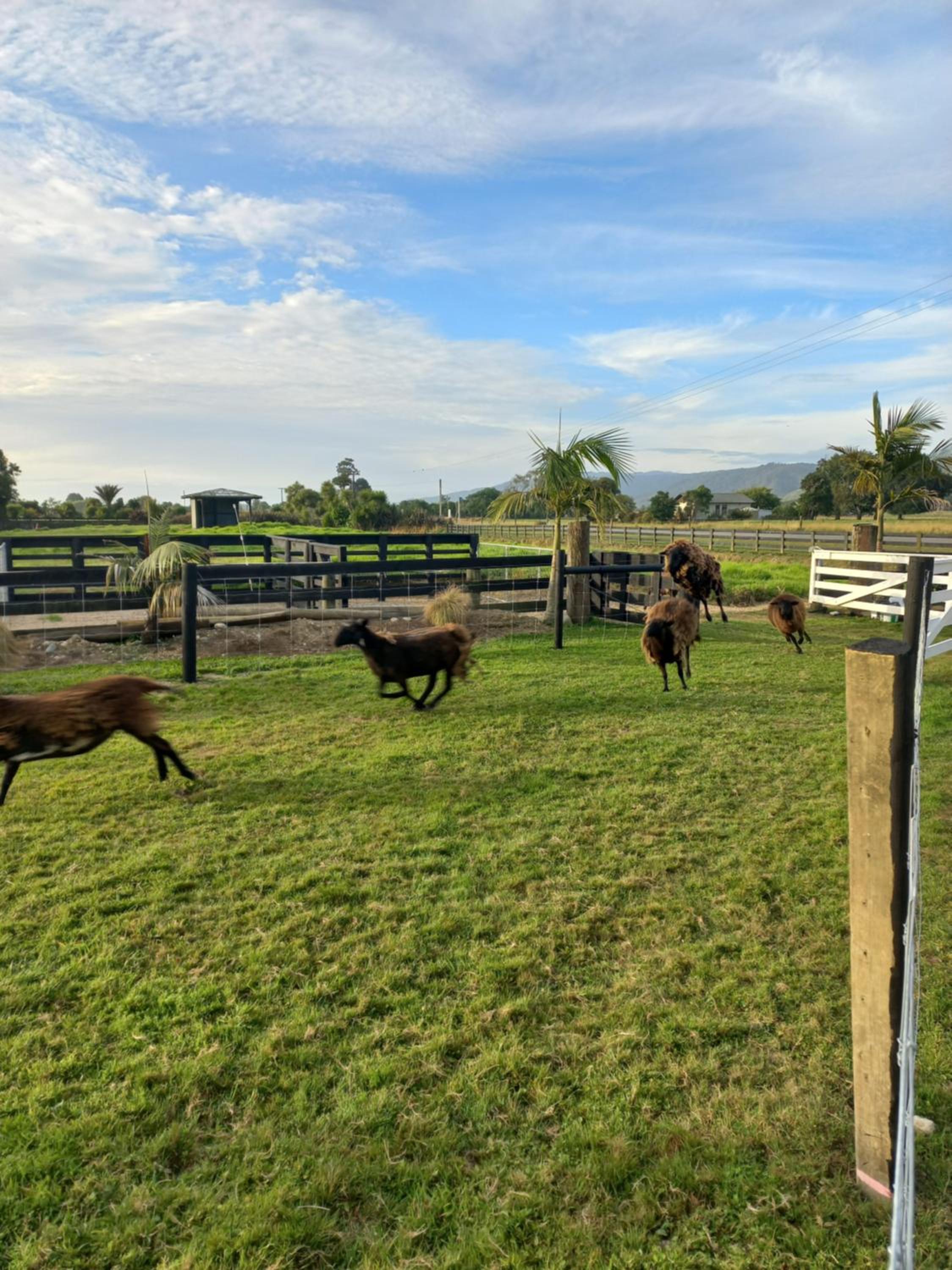 Karamea River Motels view 5