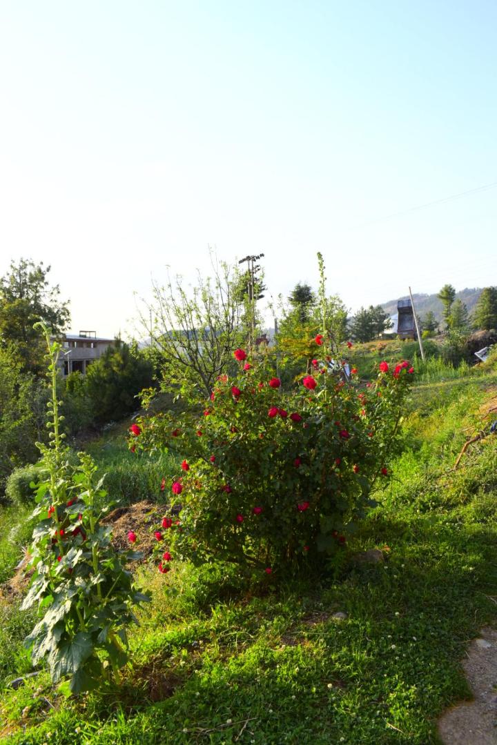 Photo 38