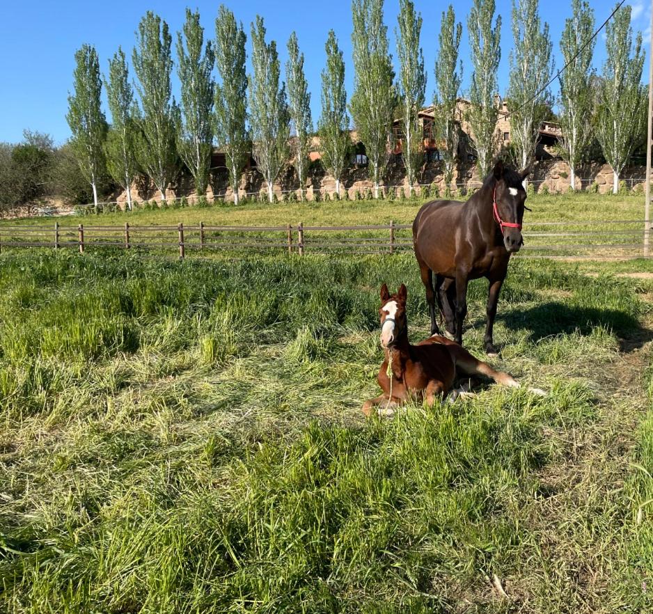 Touristic Ballonga Horses