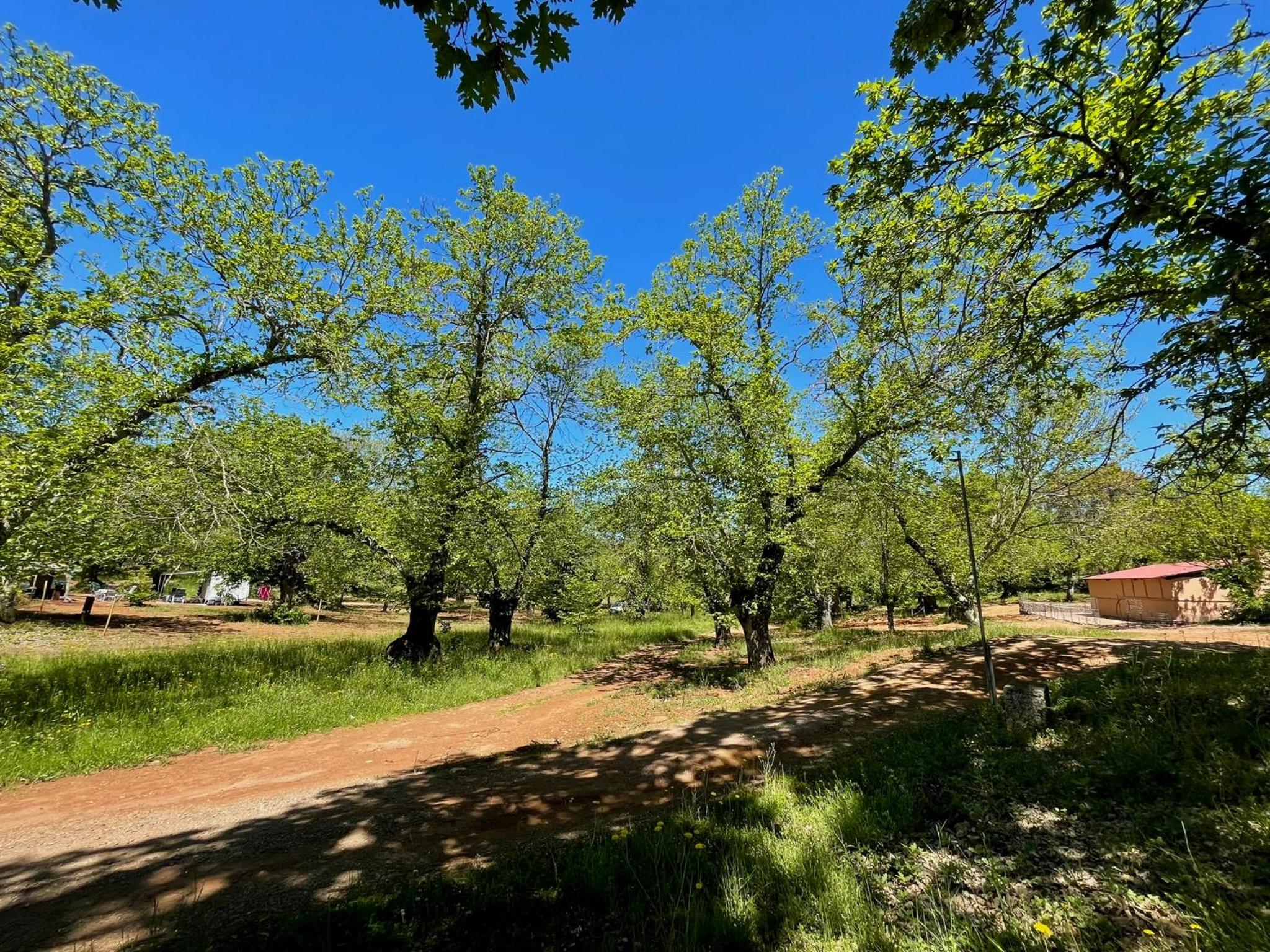 Camping El Madroñal