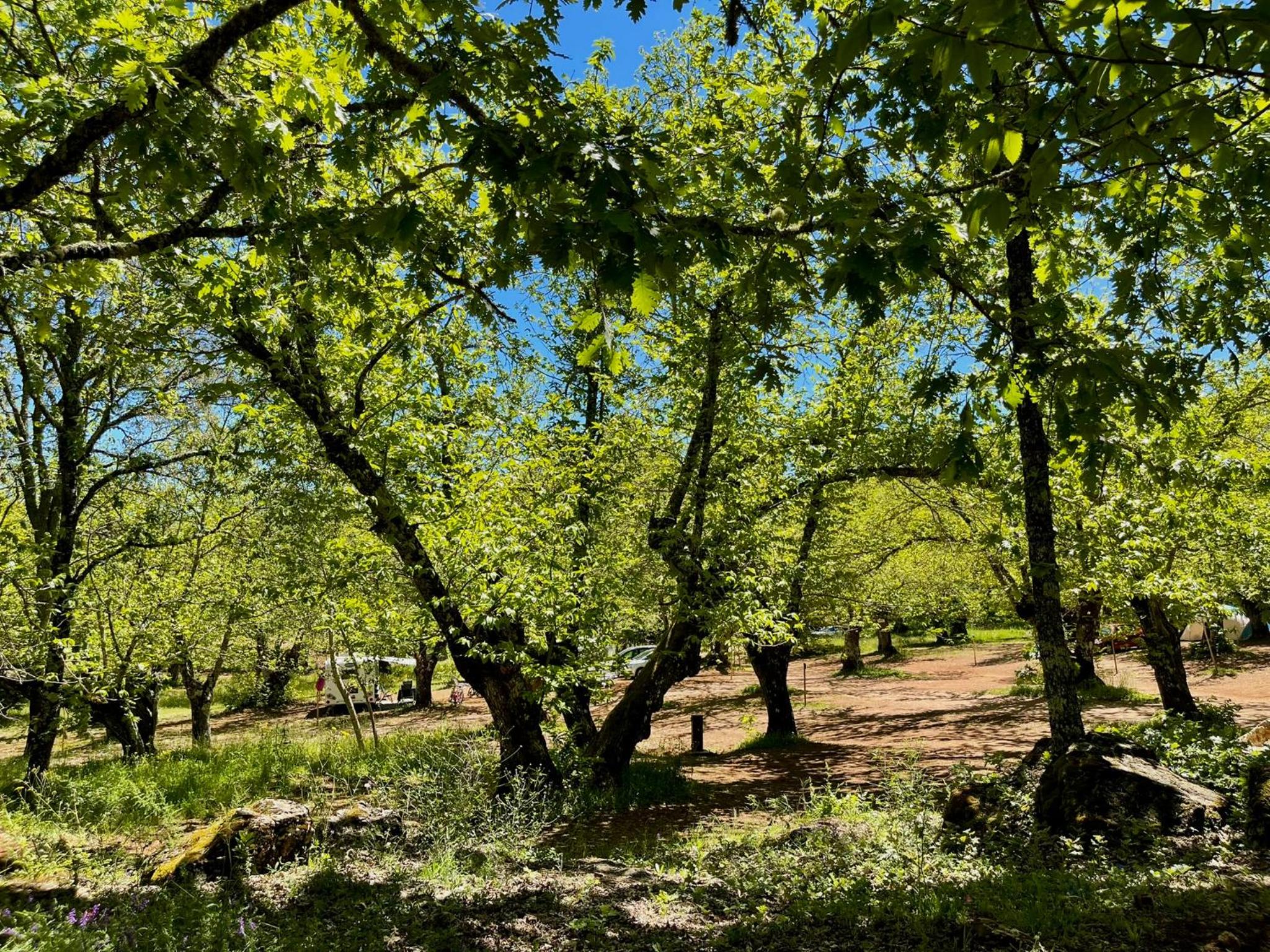 Camping El Madroñal