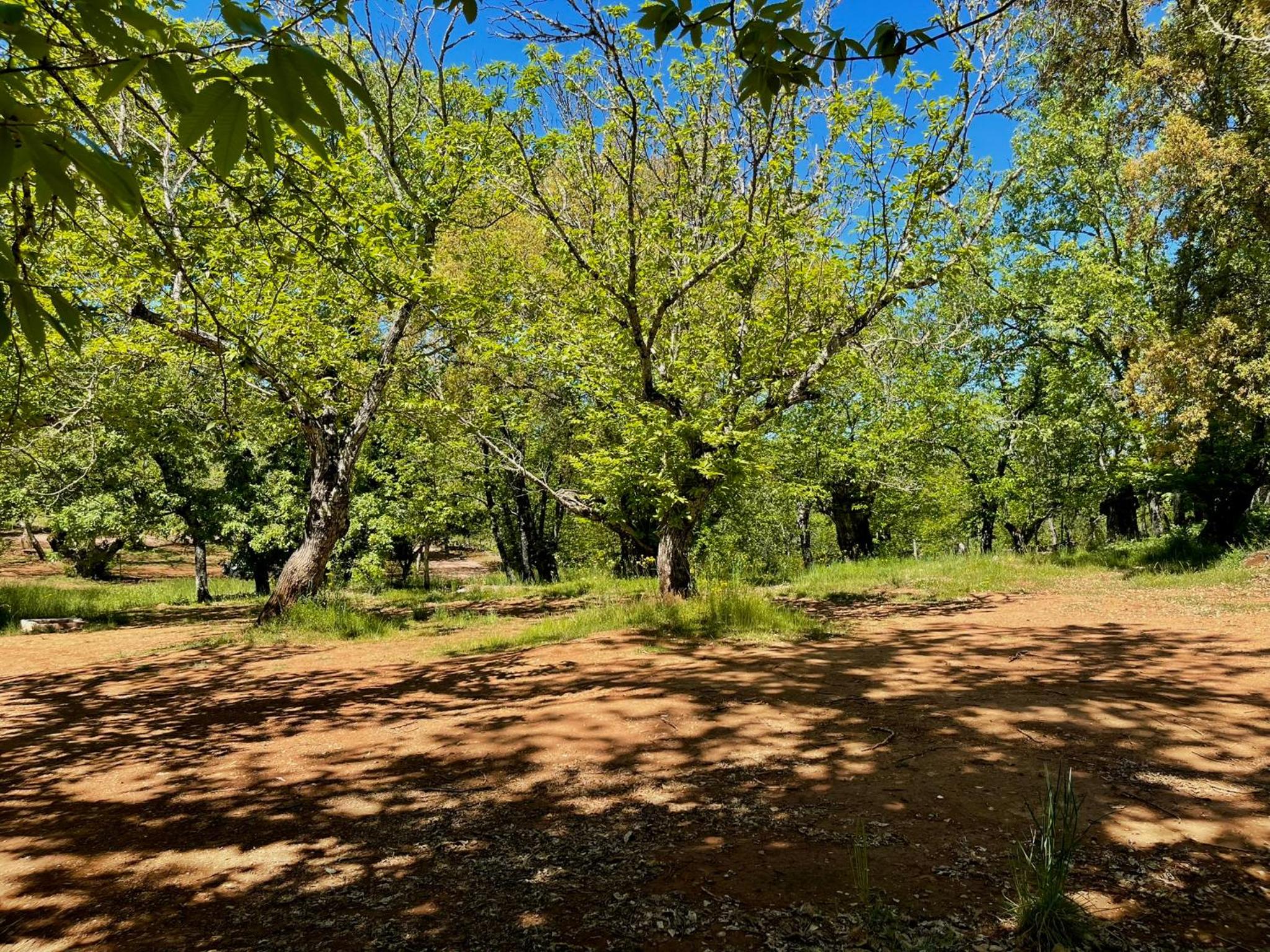 Camping El Madroñal
