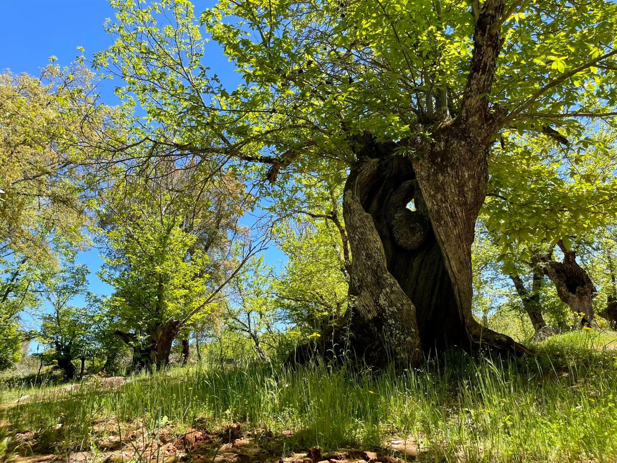 Camping El Madroñal
