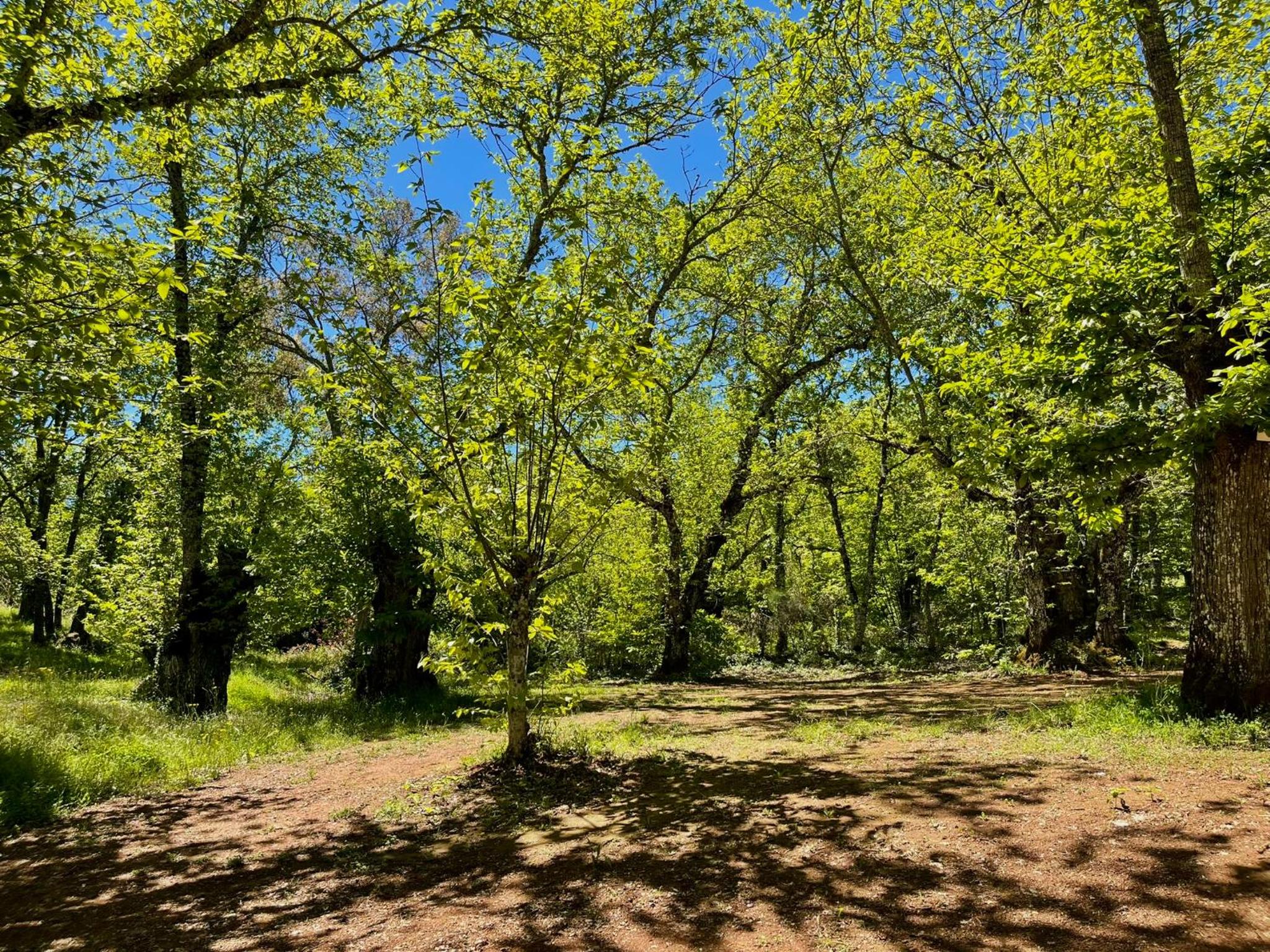 Camping El Madroñal