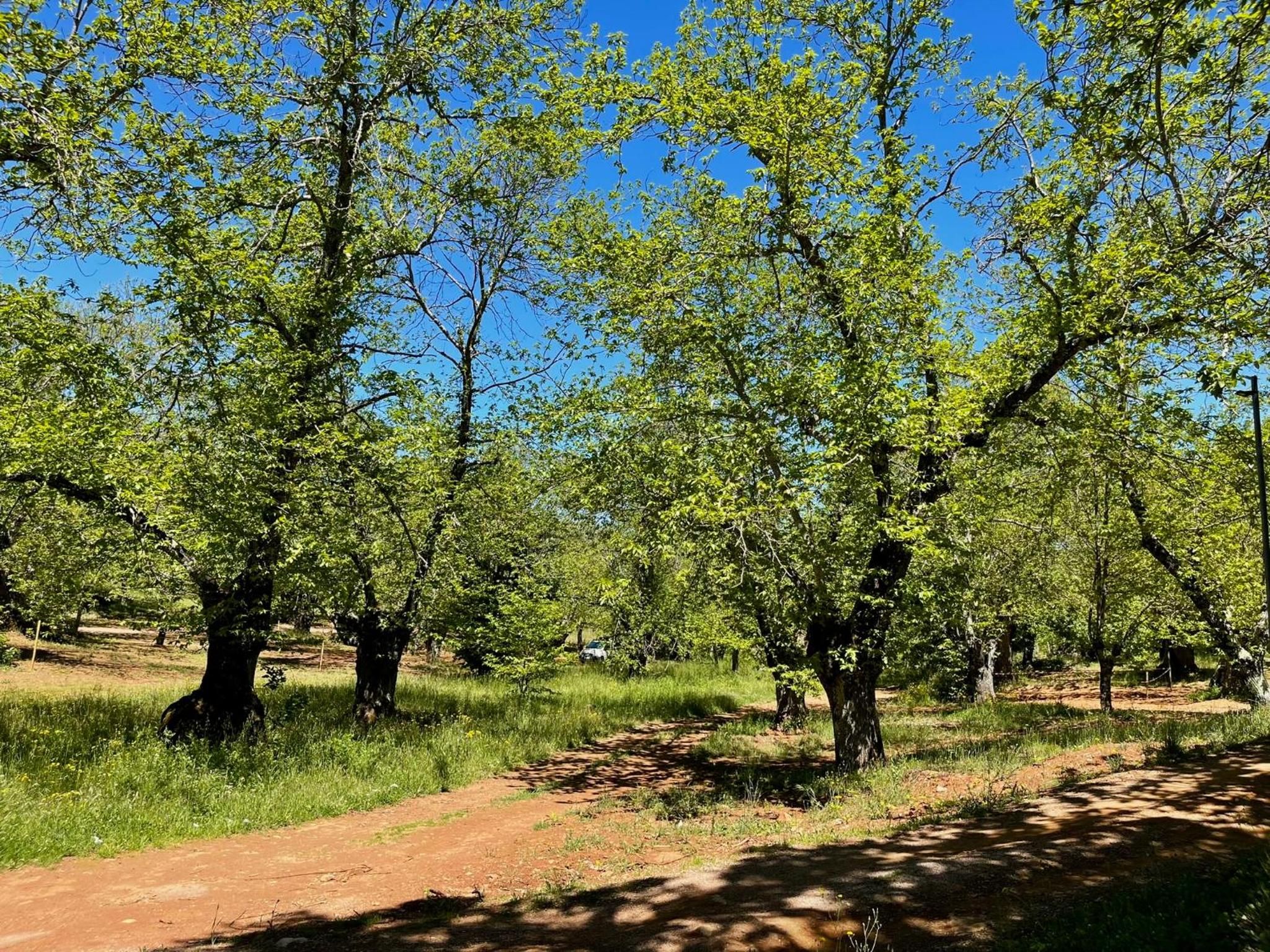 Camping El Madroñal