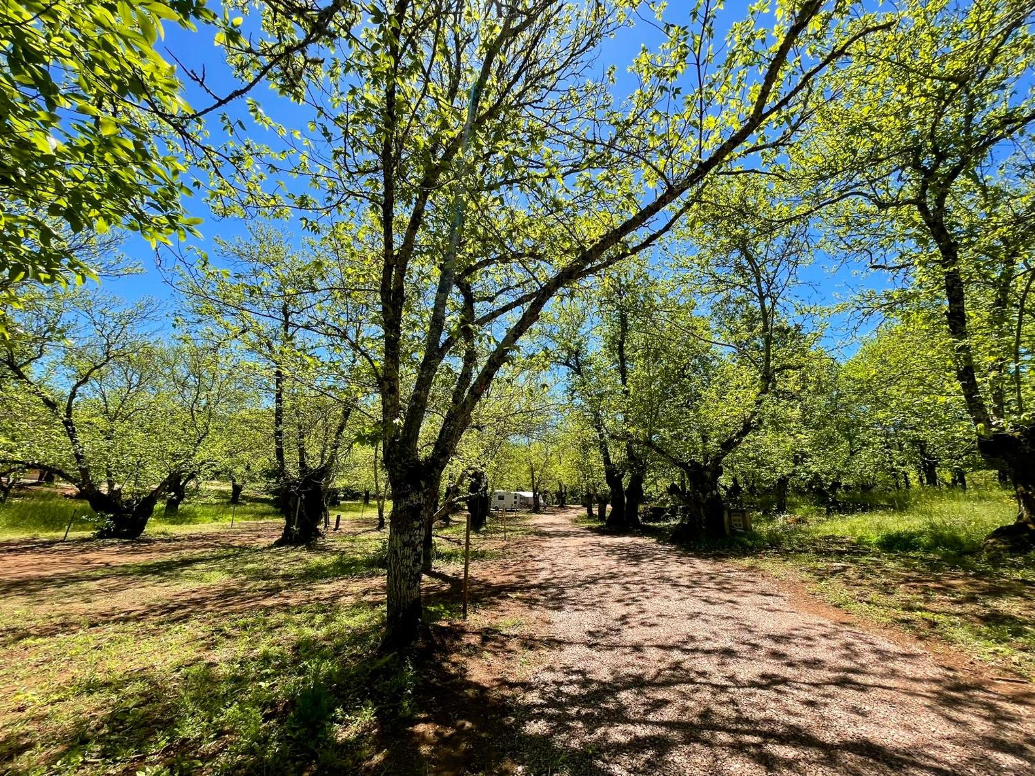 Camping El Madroñal