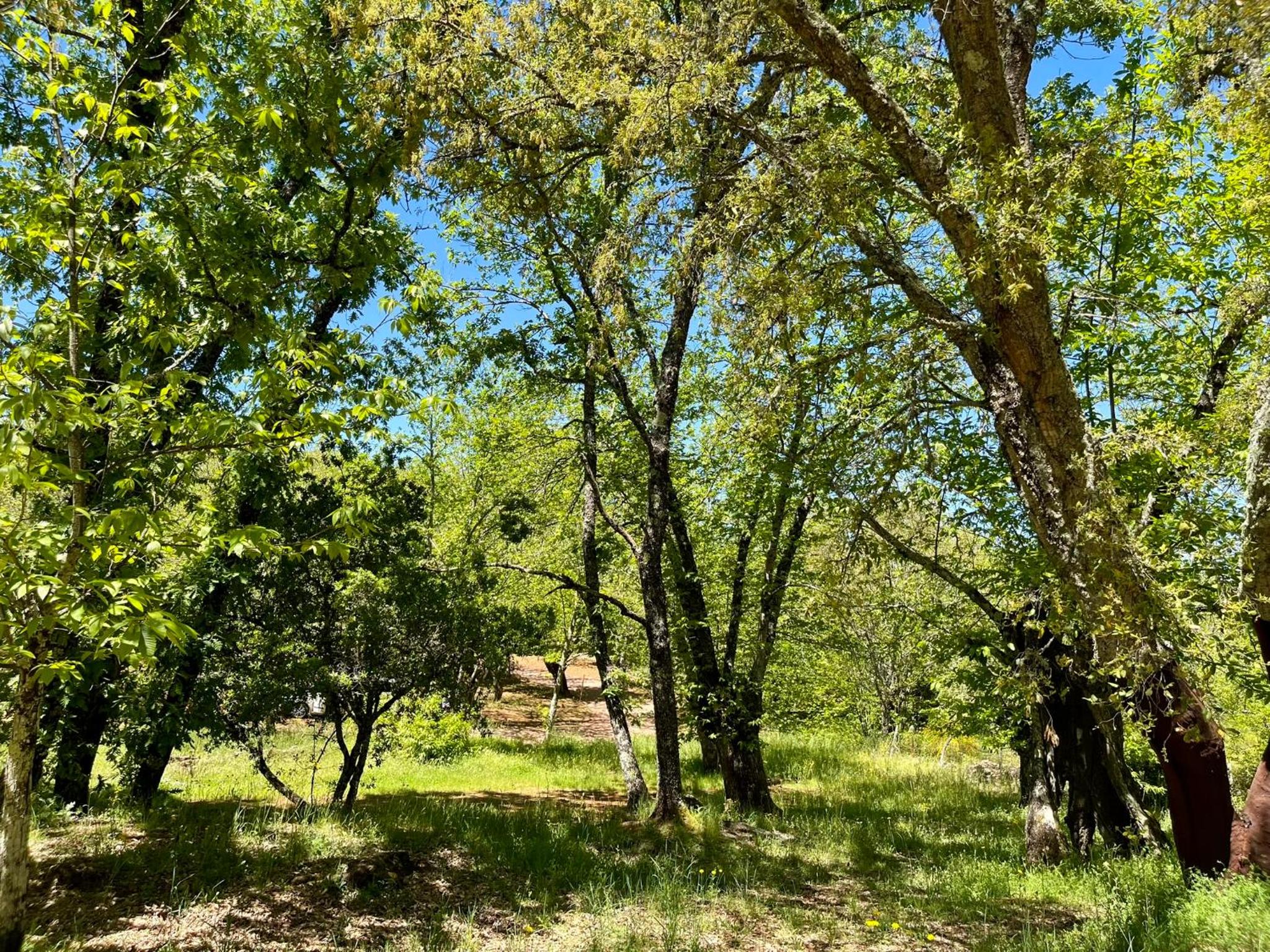 Camping El Madroñal