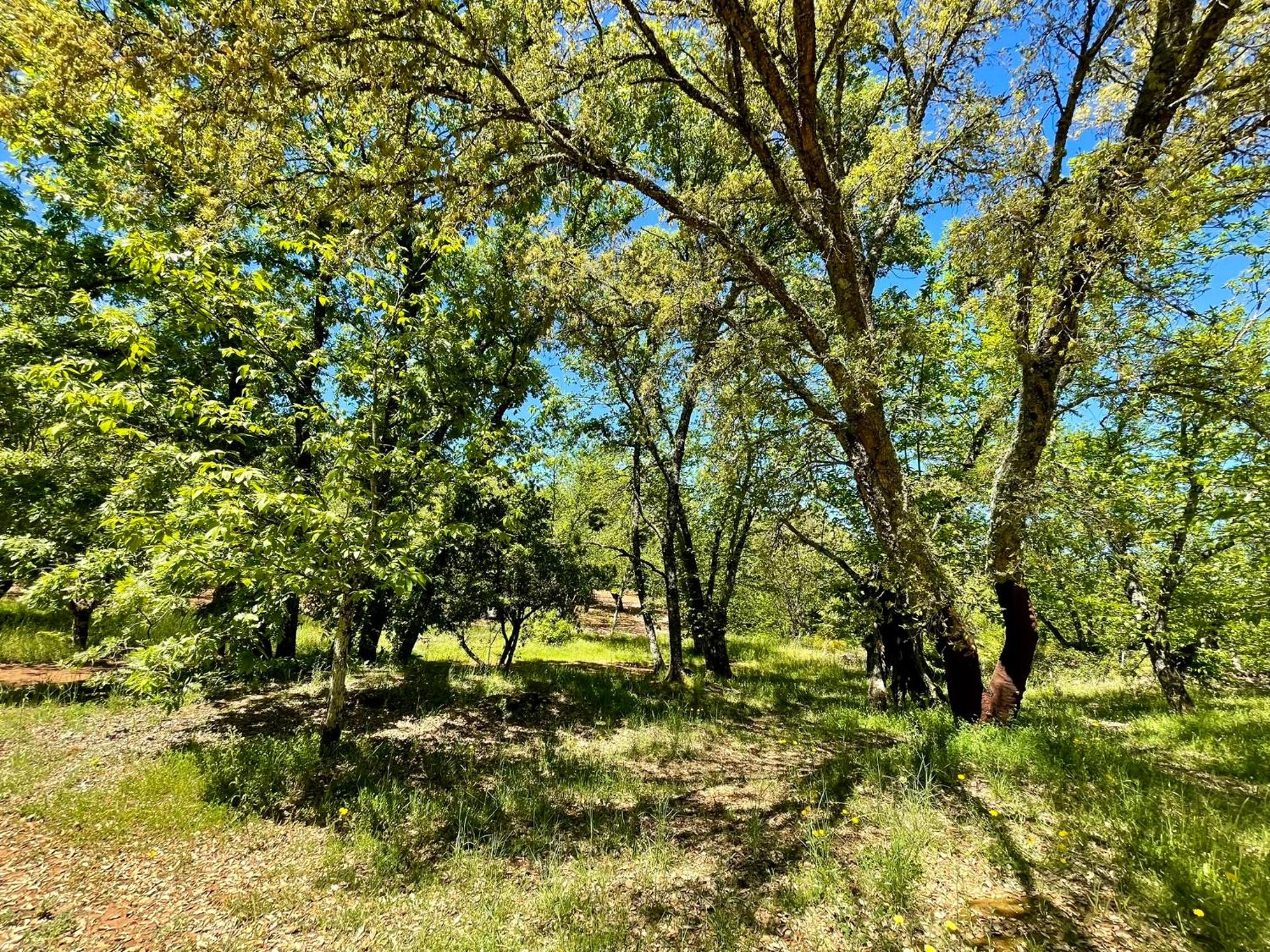 Camping El Madroñal