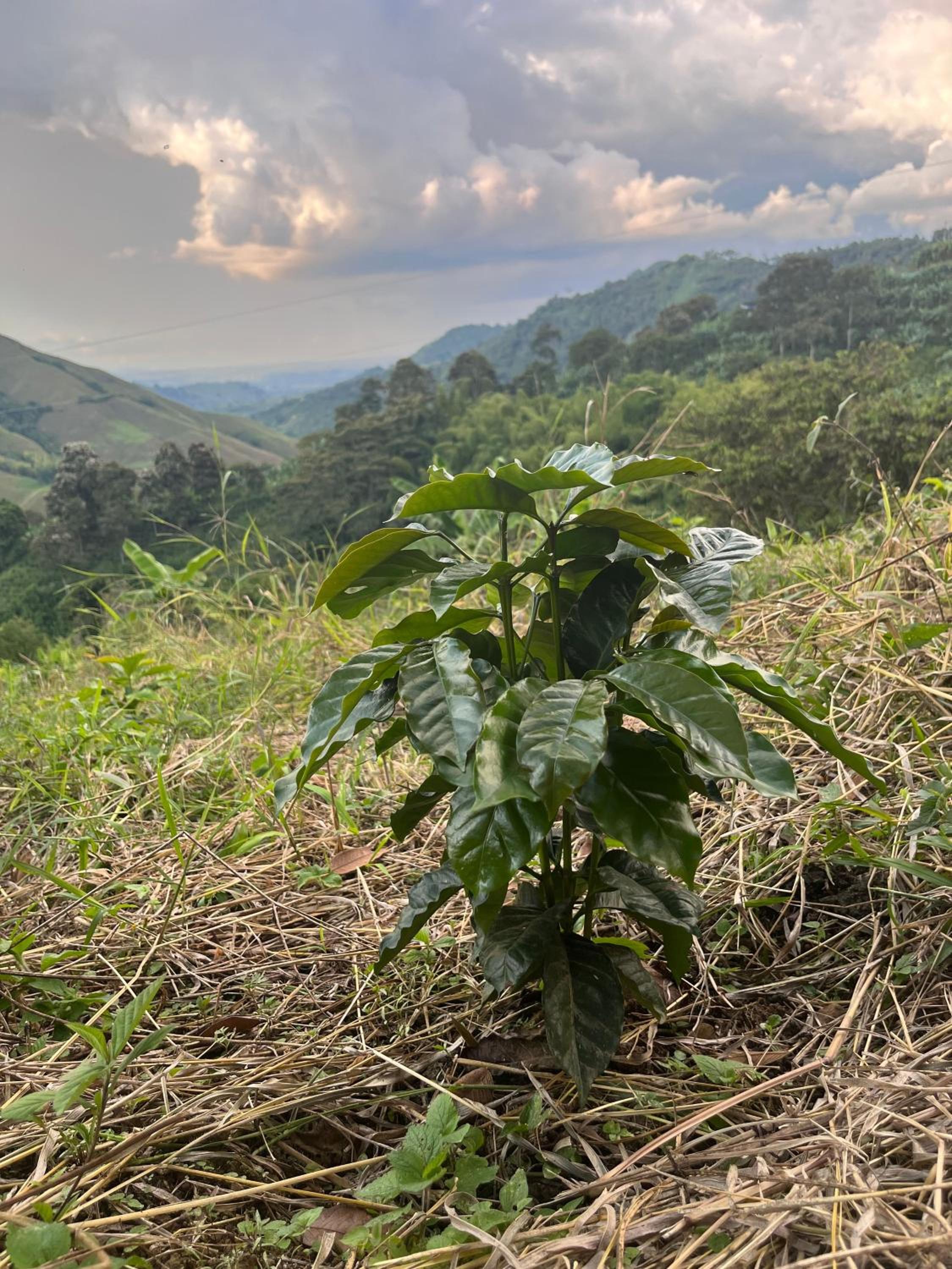 Finca La Macarena by Welttisch