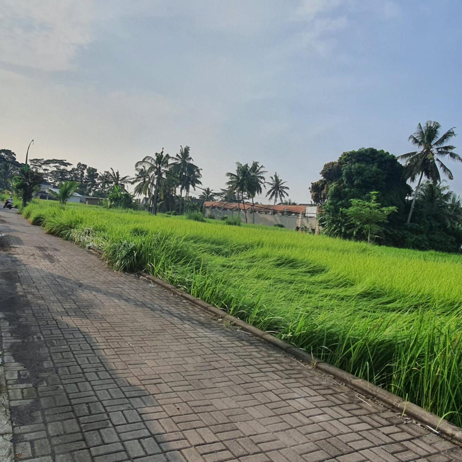 Naturale Villa Ubud, Bali photo 5